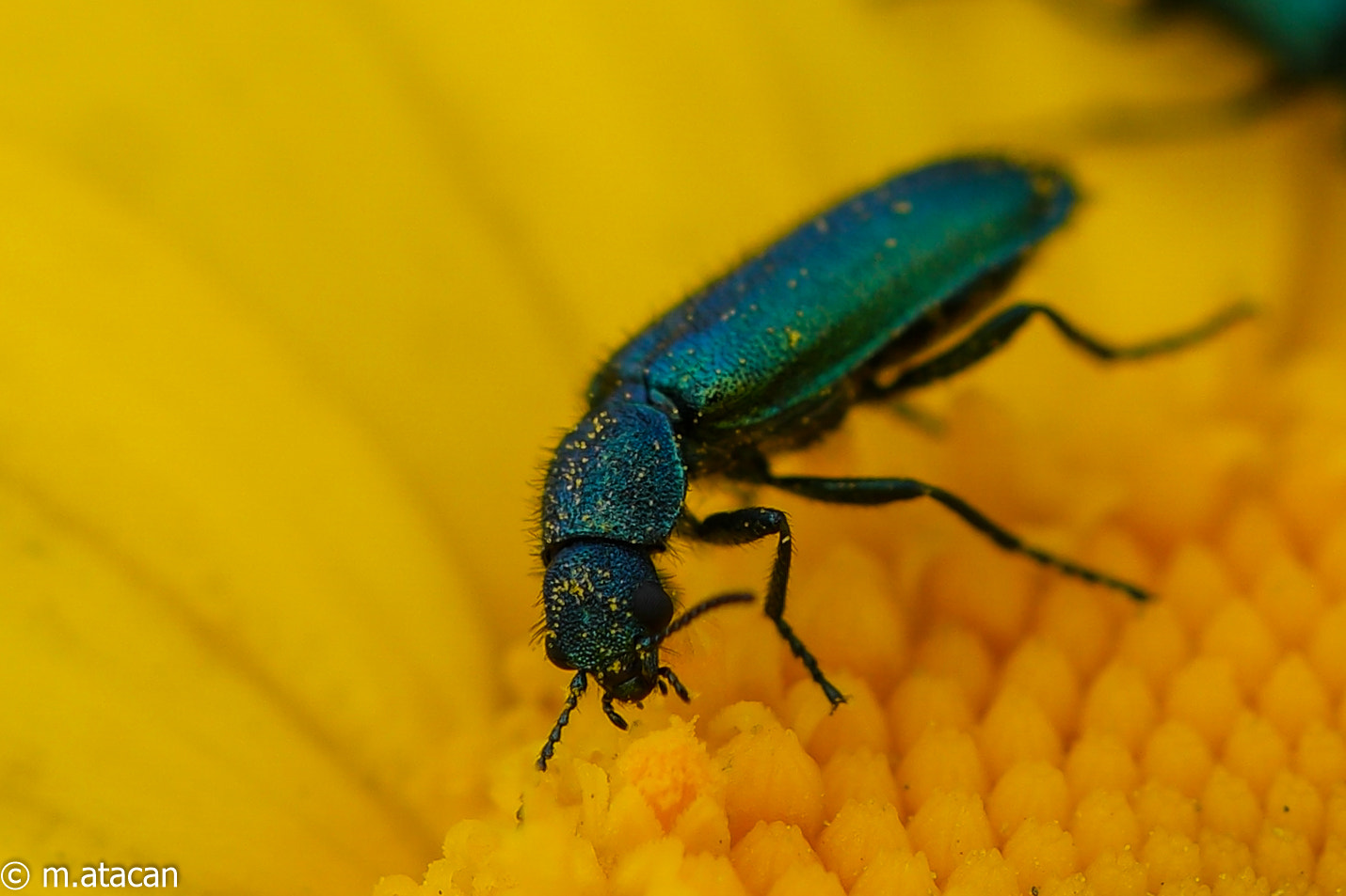 Samsung NX1 + NX 60mm F2.8 Macro sample photo. Bug on daisy photography