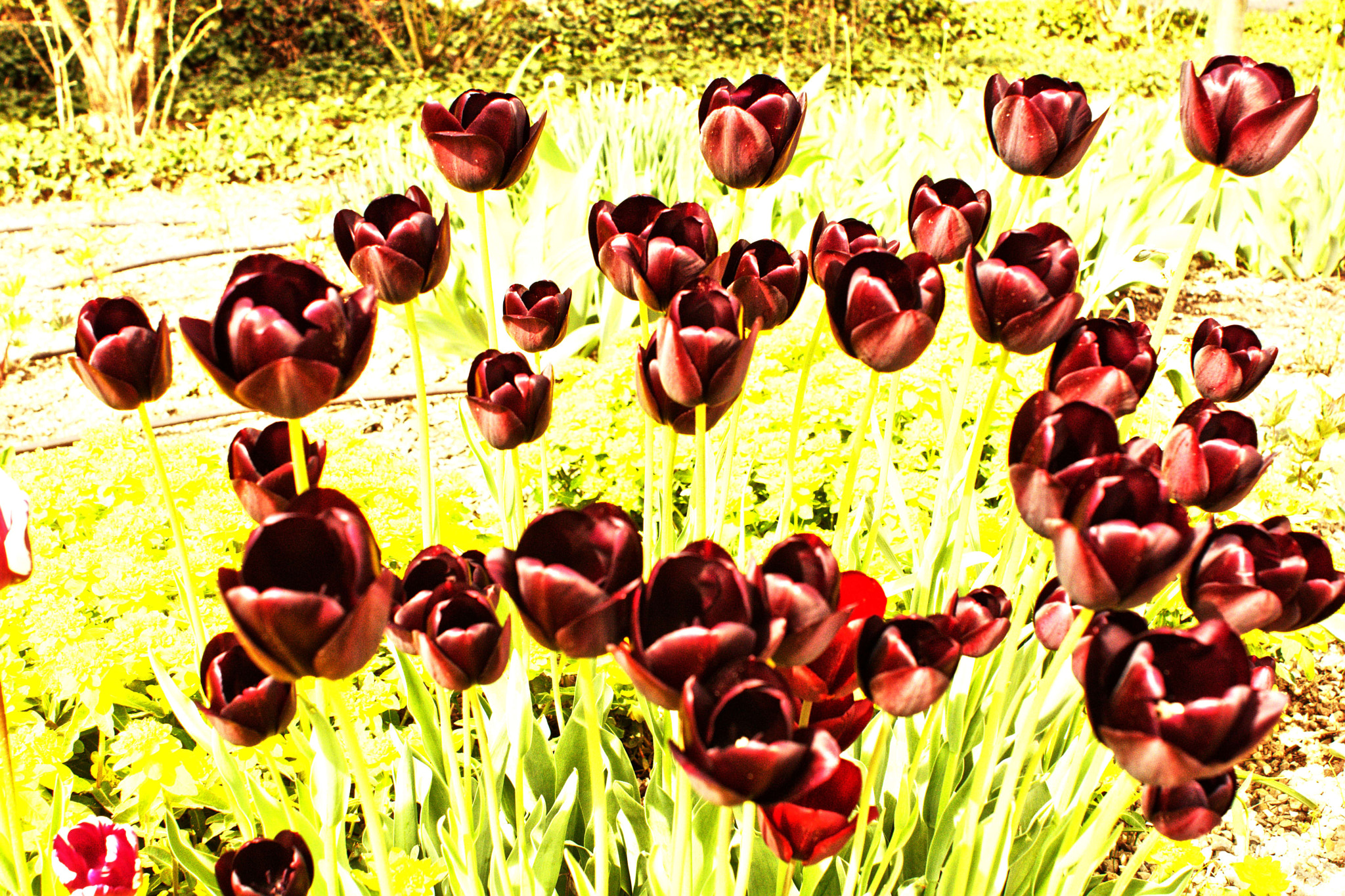 Manual Lens No CPU sample photo. Tulip artworks photography