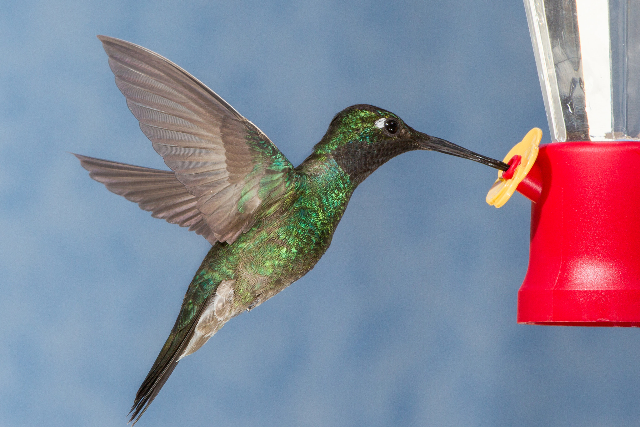 Canon EF 600mm f/4L IS sample photo. Magnificent hummingbird photography