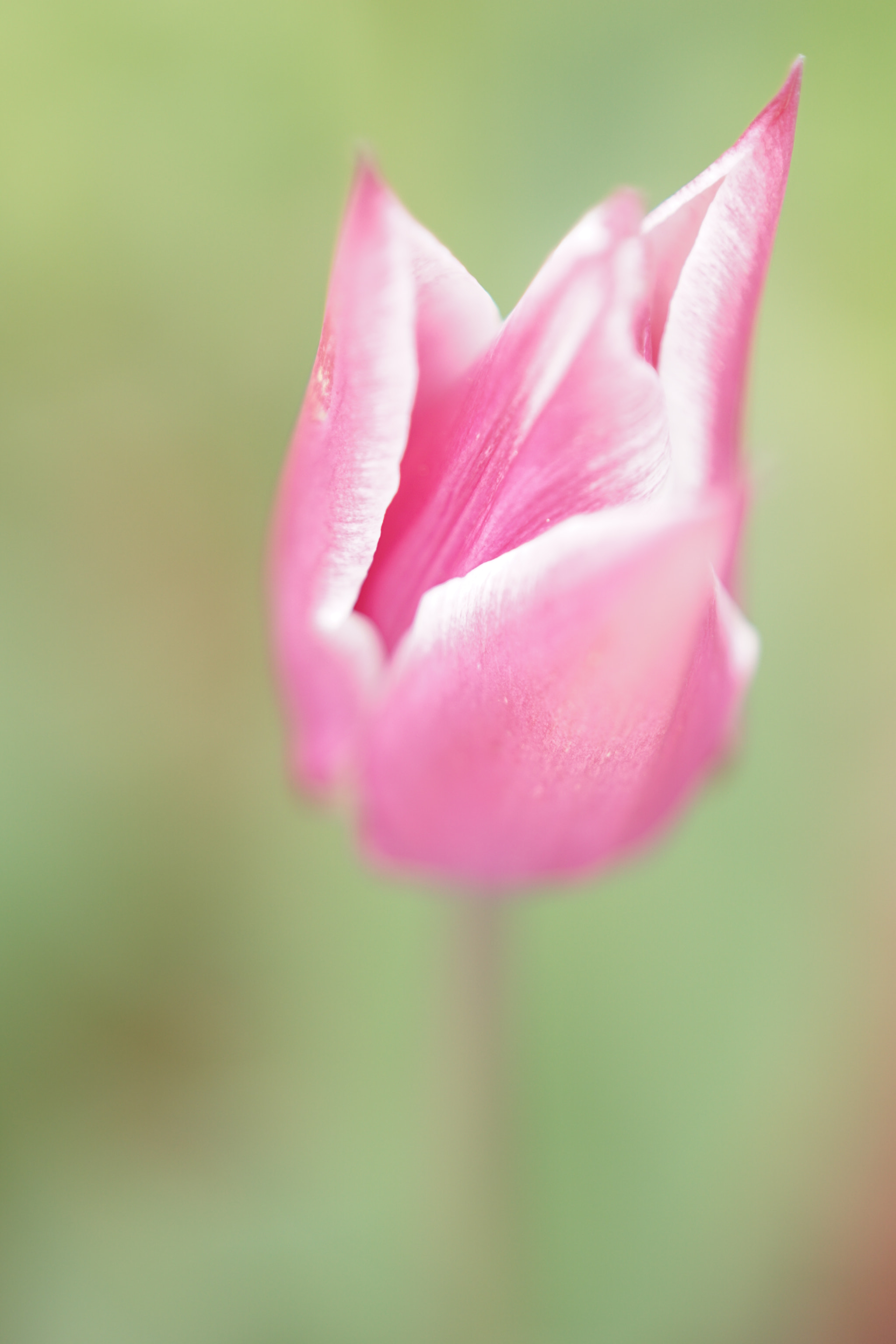 Sony ILCA-77M2 + Minolta AF 50mm F1.7 sample photo. Just a tulip photography