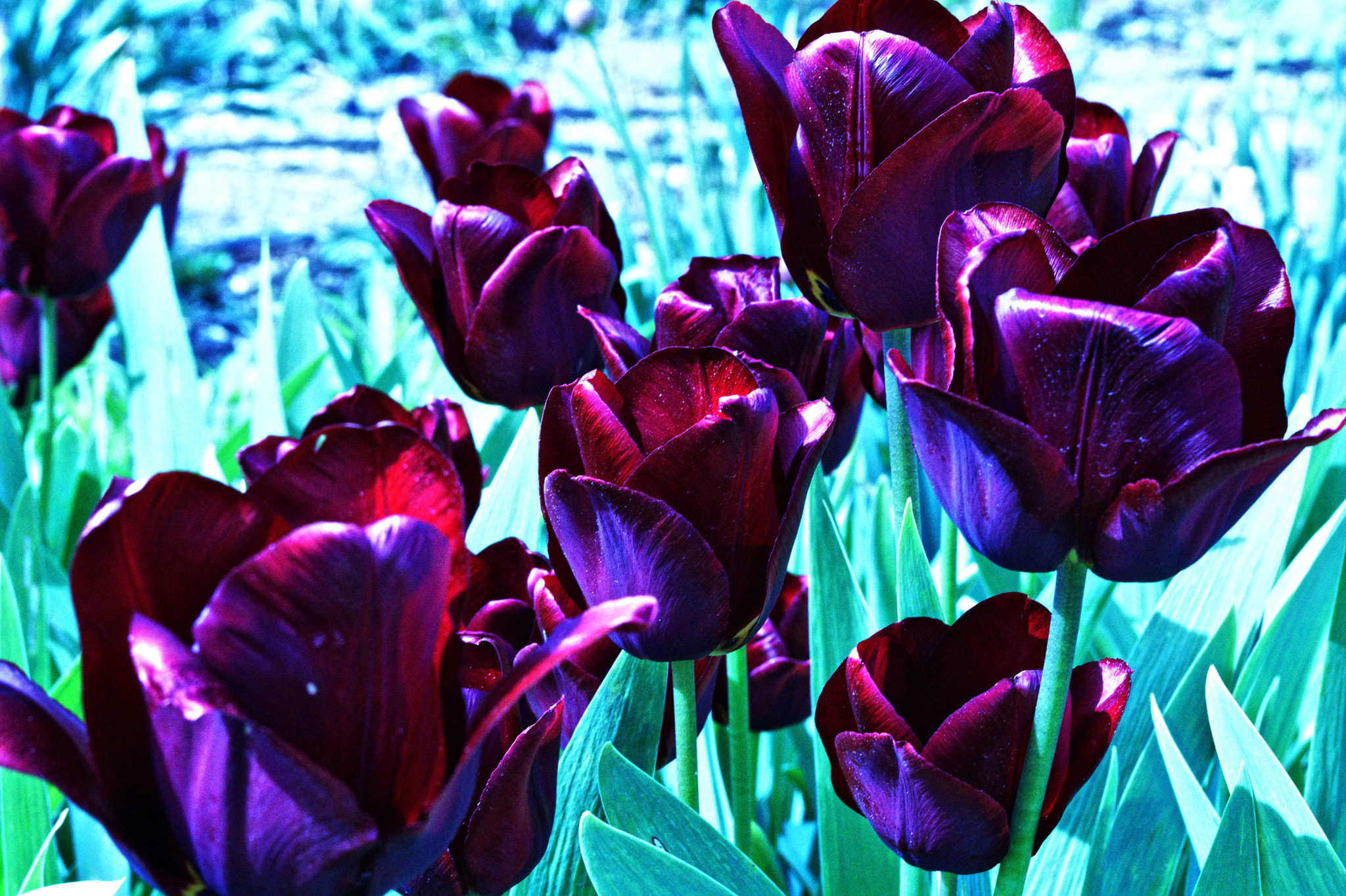 Manual Lens No CPU sample photo. Tulips photography