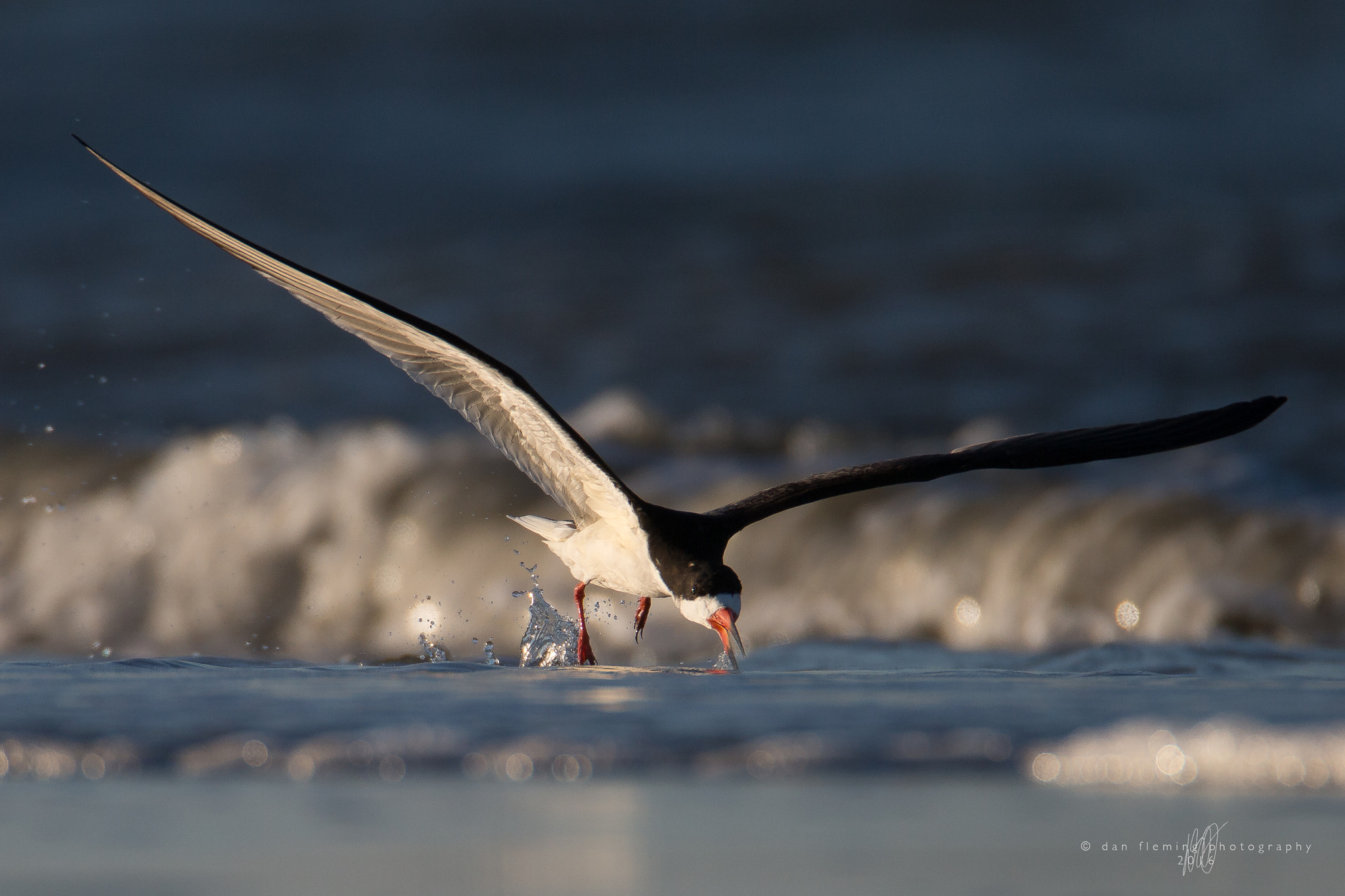 Canon EF 600mm F4L IS USM sample photo. Skimming along photography