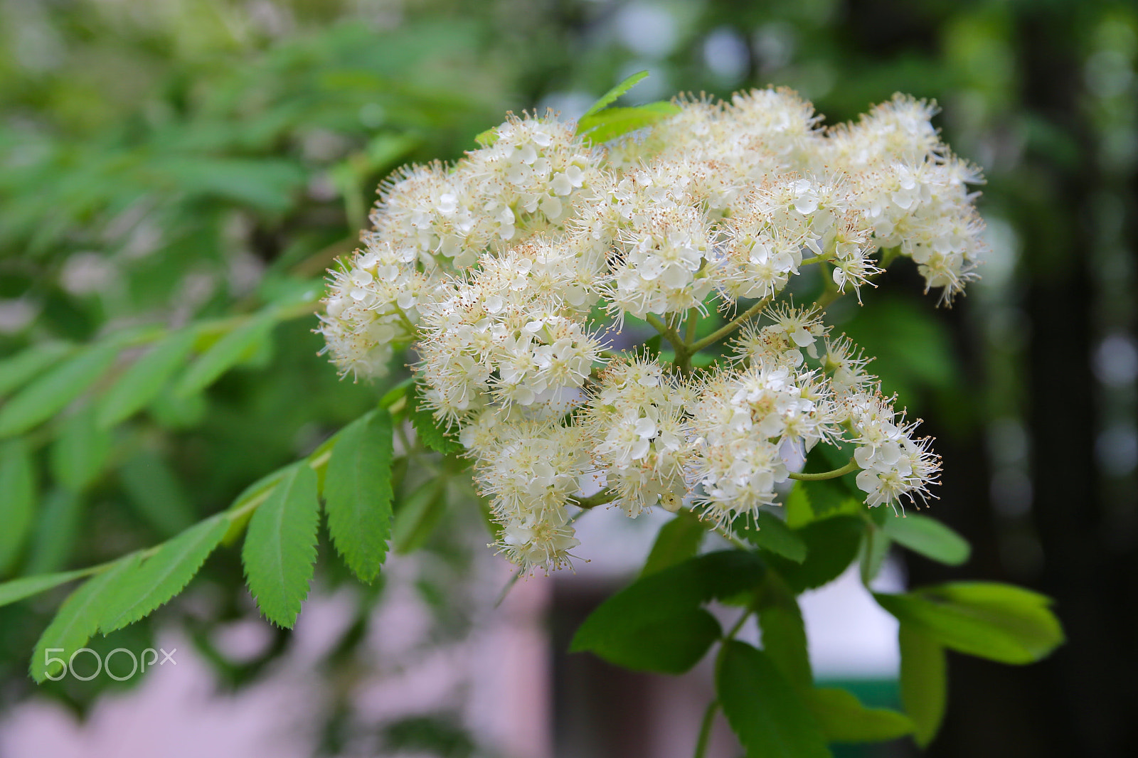 Canon EF 24-70mm F4L IS USM sample photo. Великолепие жизни photography