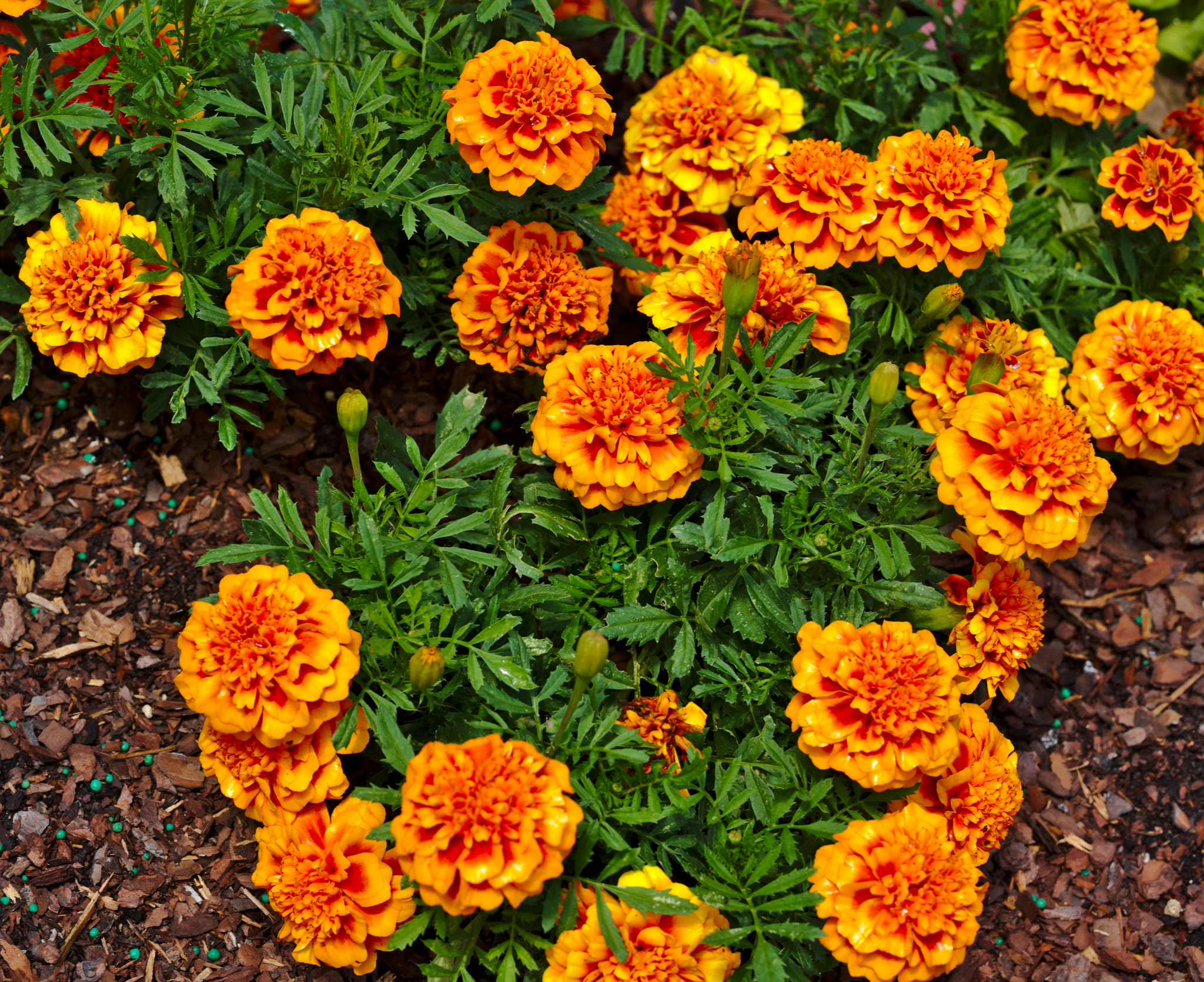 ZEISS Otus 85mm F1.4 sample photo. French marigold / tagetes patula / chica flame photography