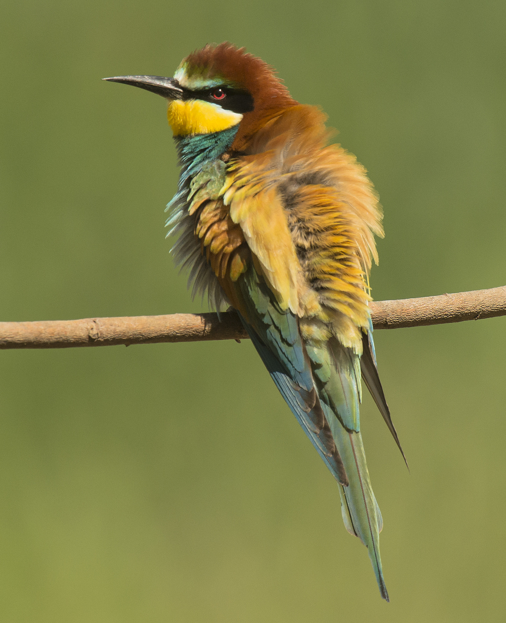 Nikon AF-S Nikkor 400mm F2.8G ED VR II sample photo. Merops-apiaster photography