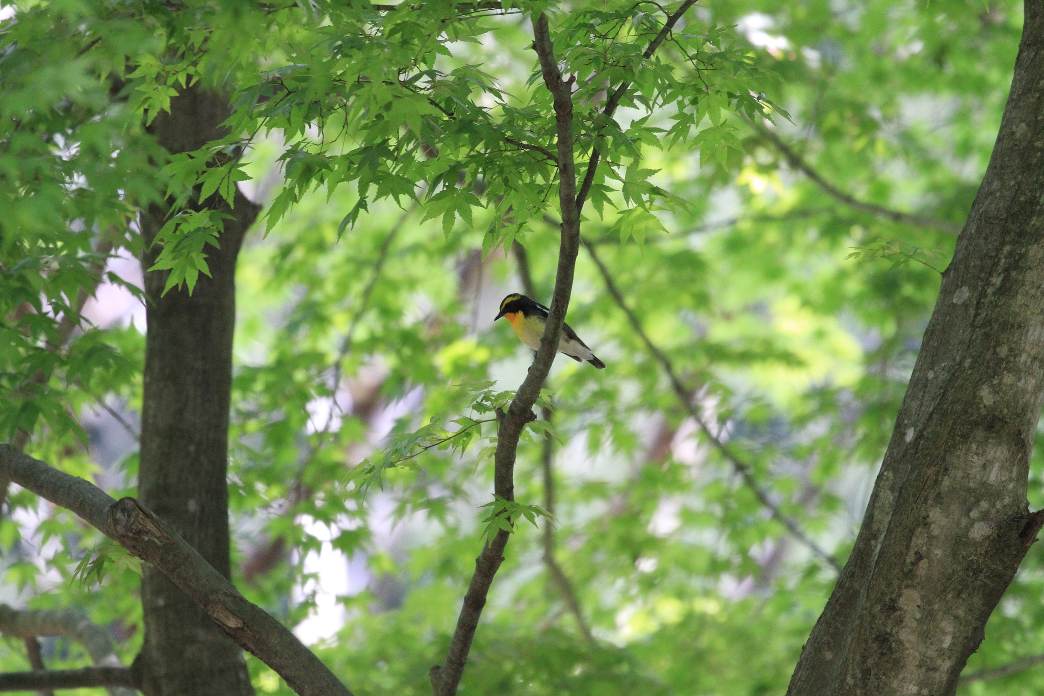 Canon EOS 7D + Canon EF 100-400mm F4.5-5.6L IS II USM sample photo. Narcissus flycatcher キビタキ photography