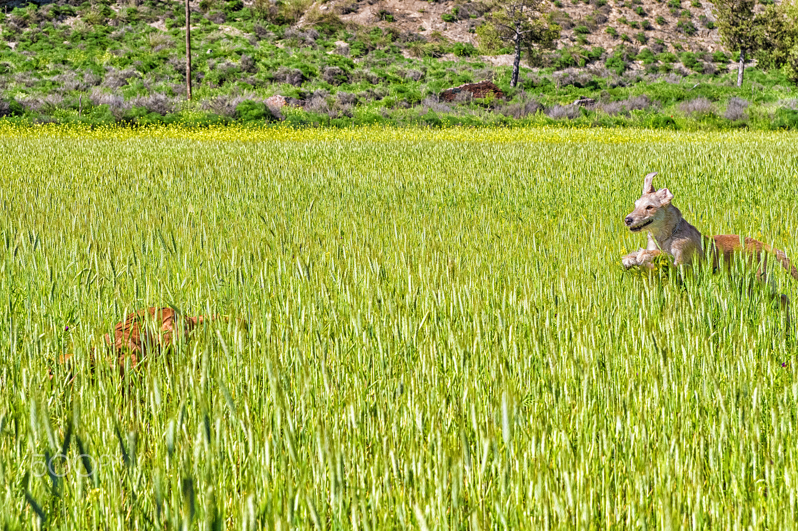 Pentax K-S2 sample photo. La carrera photography