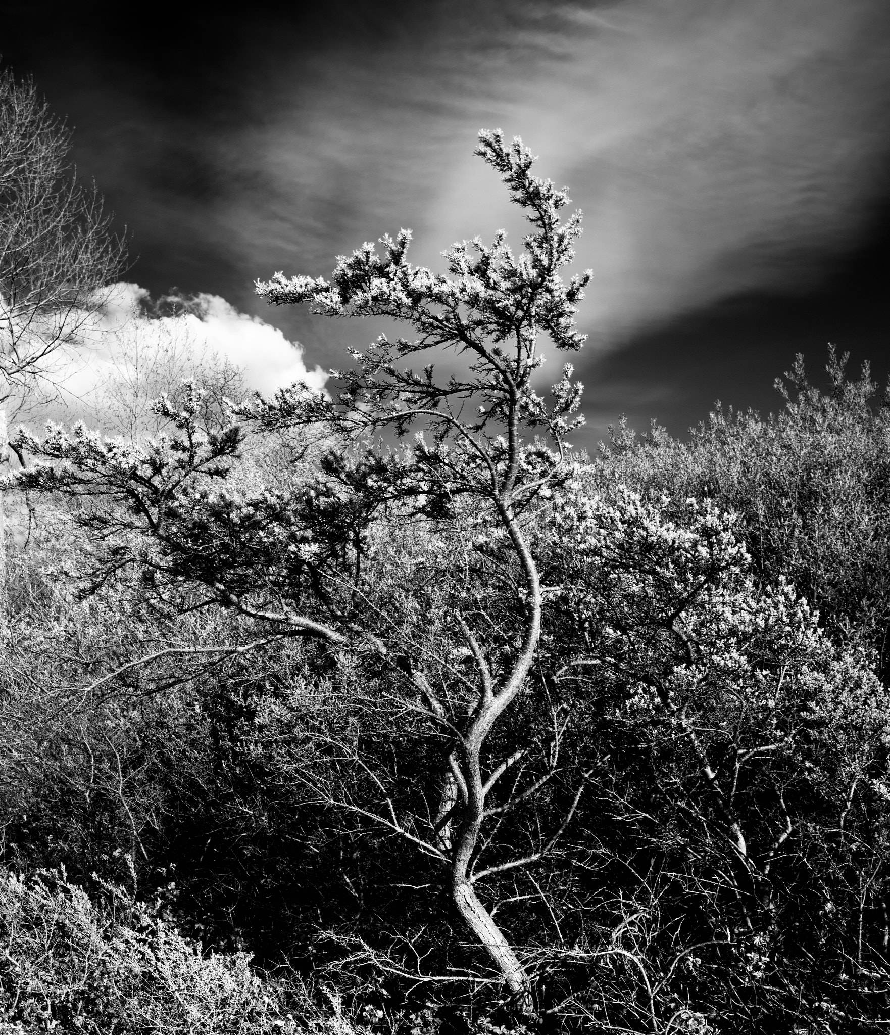 Nikon D750 + AF-S Nikkor 35mm f/1.8G sample photo. God trees photography