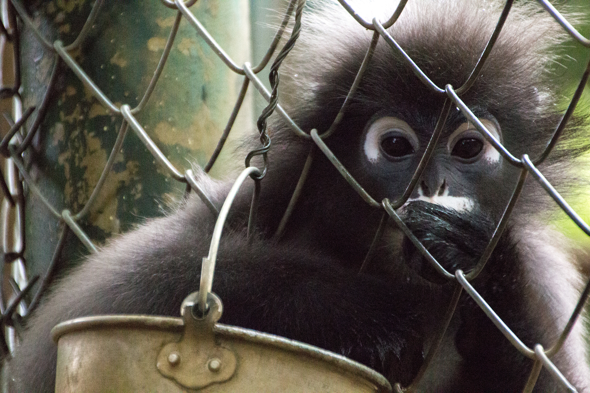 Canon EOS 100D (EOS Rebel SL1 / EOS Kiss X7) sample photo. Langur photography