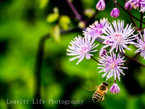 Panasonic Lumix DMC-GX8 sample photo. Buzzing around at schreiner's iris gardens photography