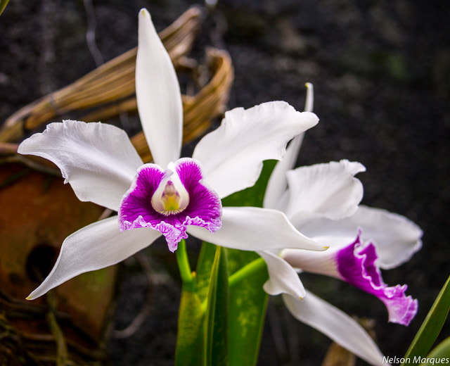 Canon EOS 1100D (EOS Rebel T3 / EOS Kiss X50) sample photo. Orquideas photography