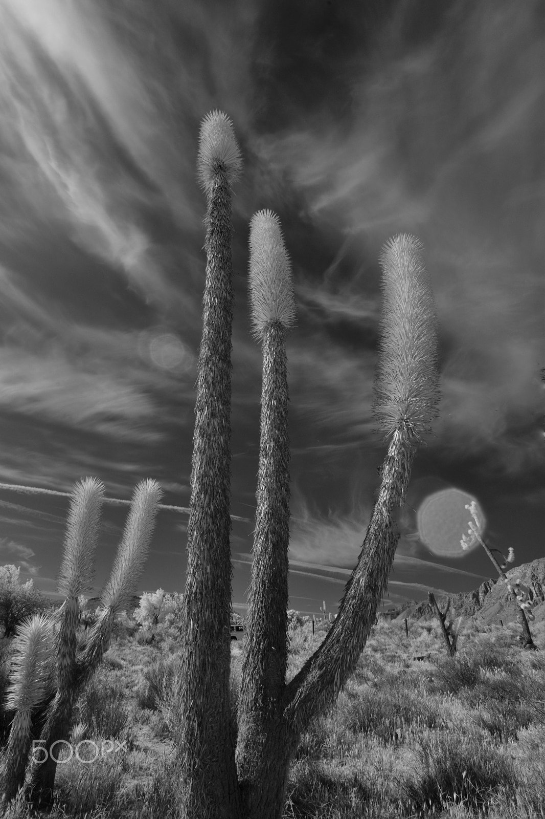 Nikon D3X sample photo. Joshua cactus trees in red rock canyon photography