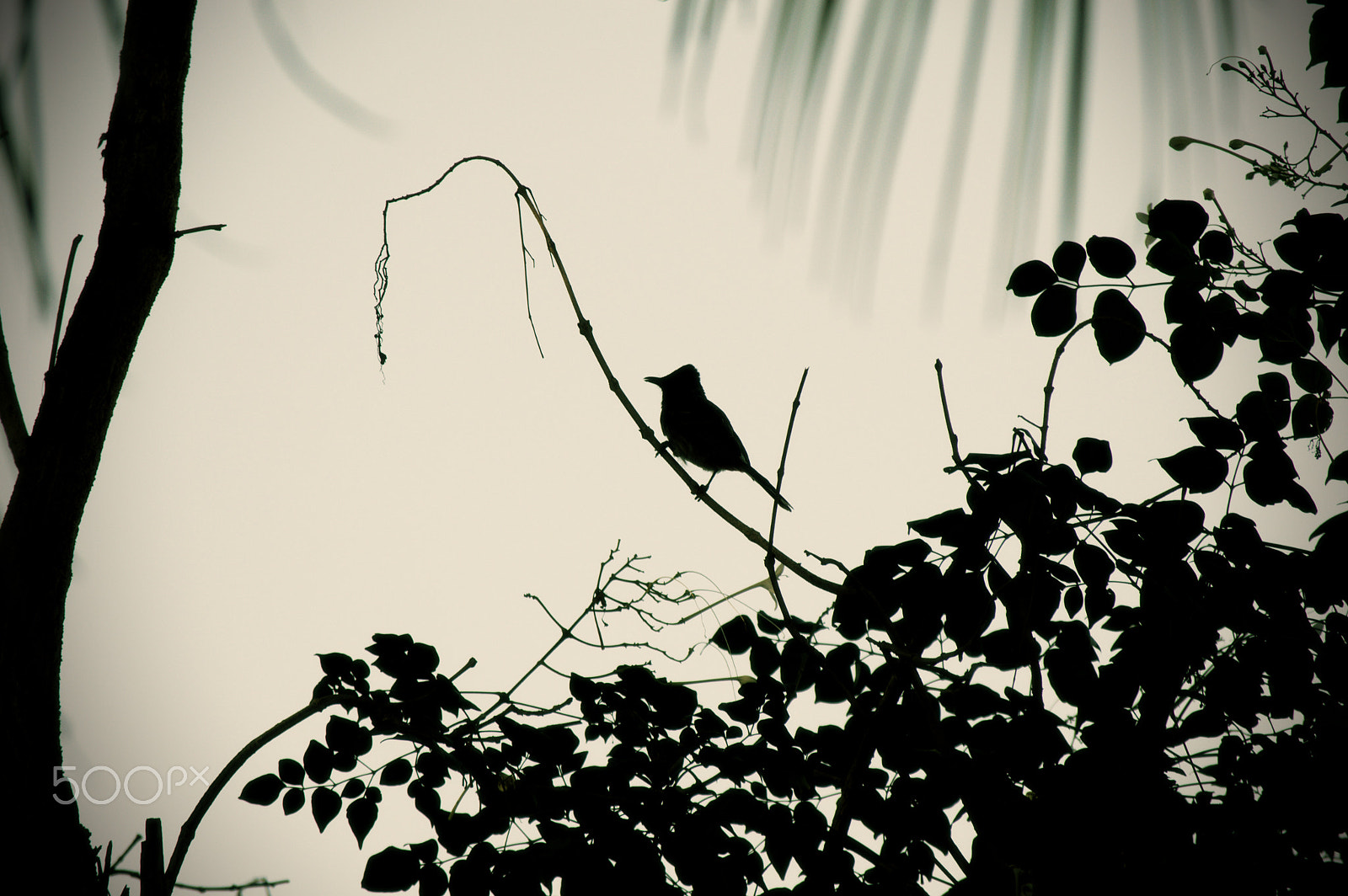 55.00 - 200.00 mm f/4.0 - 5.6 sample photo. Red-vented bulbul photography