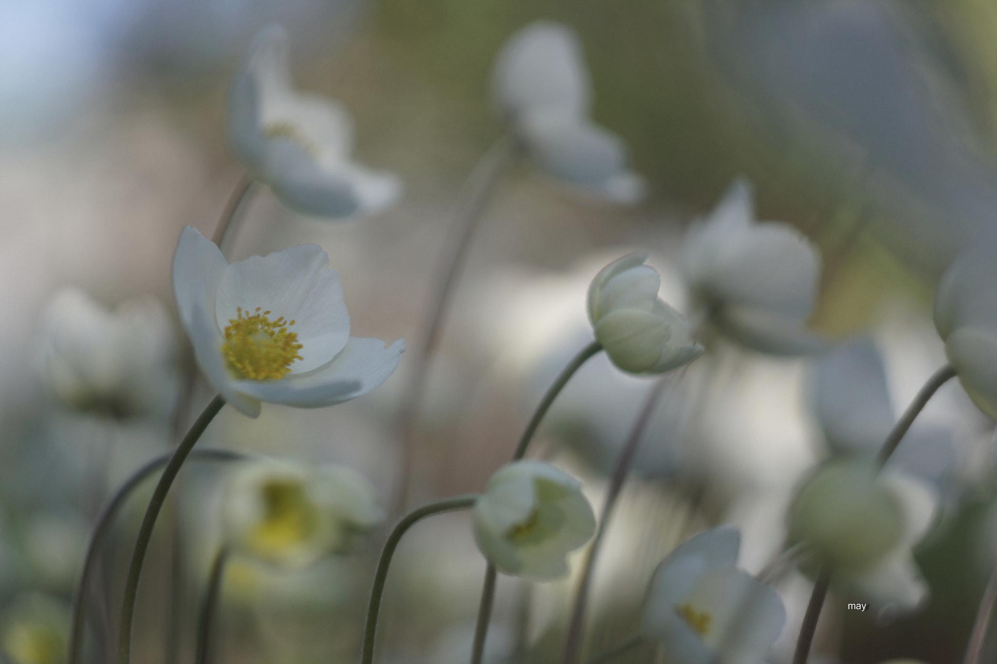 Sony SLT-A65 (SLT-A65V) + Minolta AF 50mm F1.7 sample photo. анемоны photography