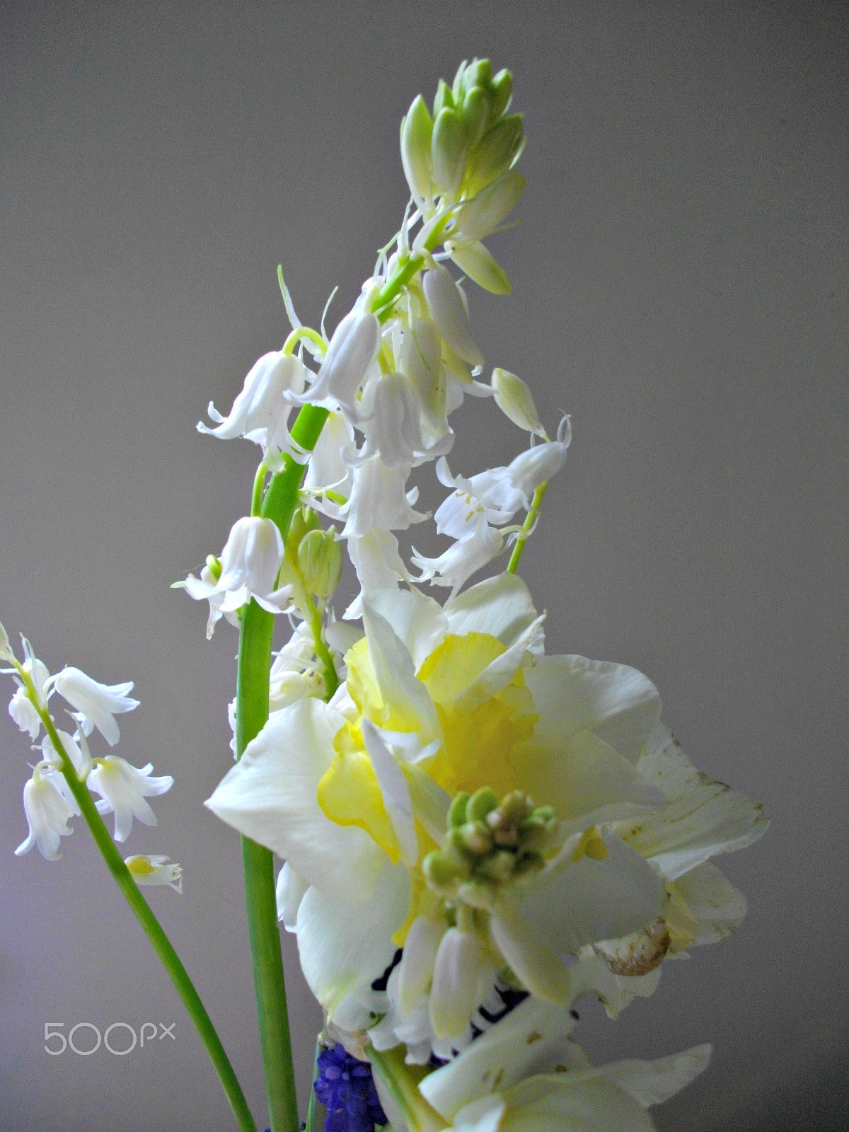 Pentax Optio E60 sample photo. Freshly picked from the garden photography