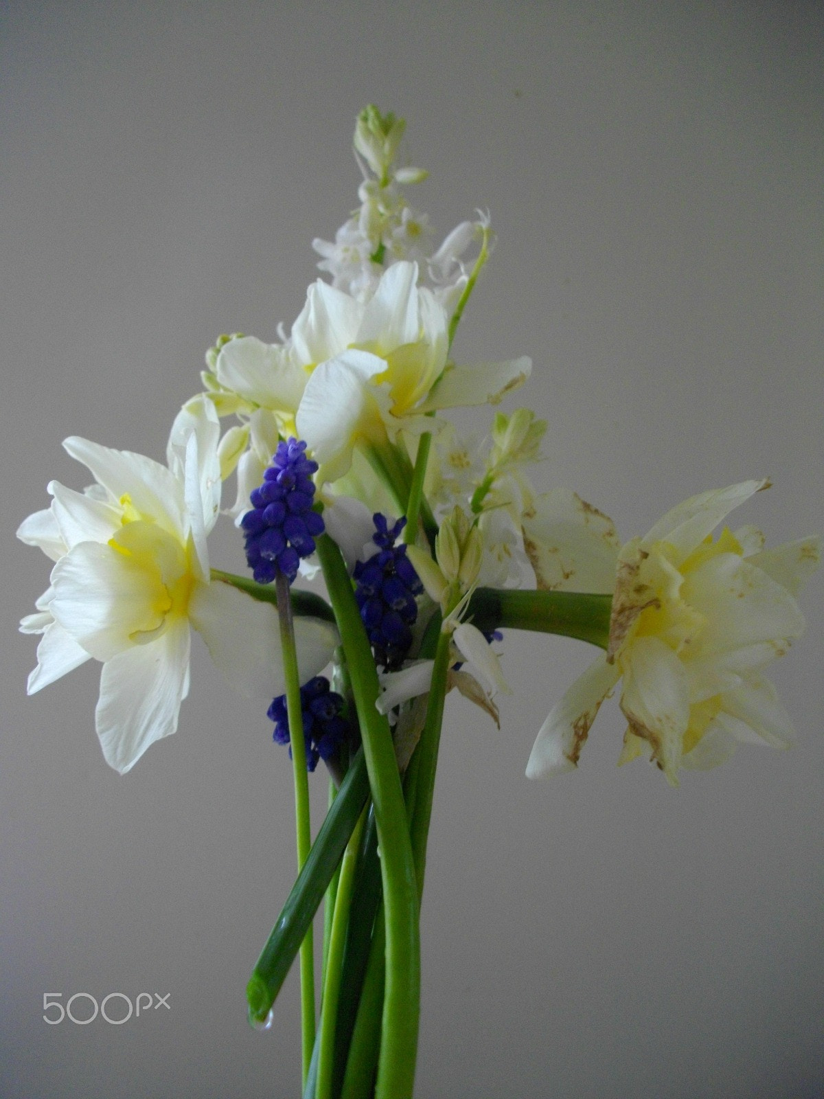 Pentax Optio E60 sample photo. Freshly picked from the garden i photography