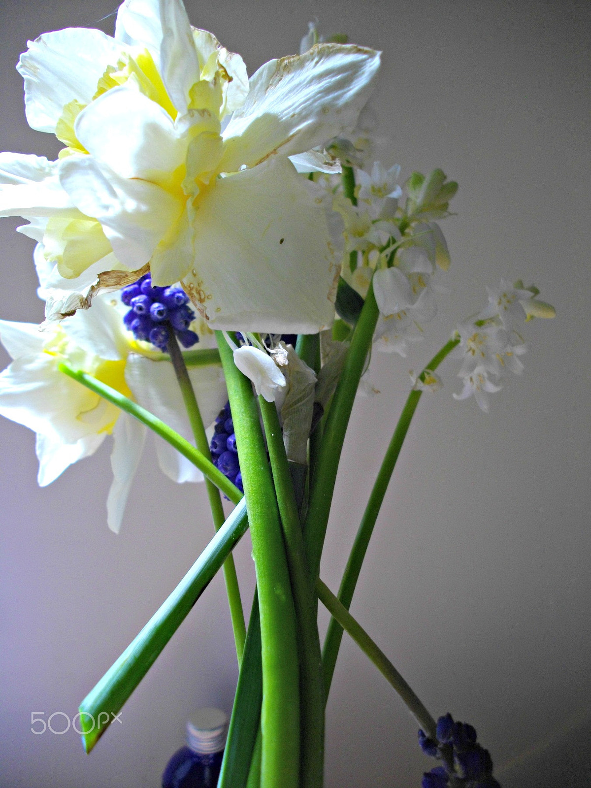 Pentax Optio E60 sample photo. Freshly picked from the garden iii photography