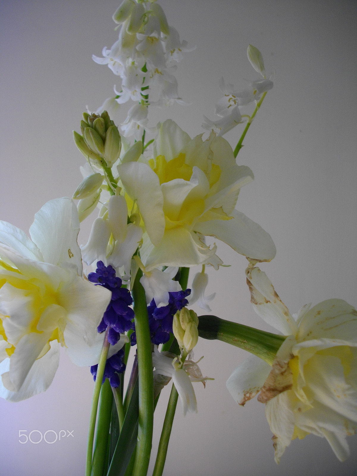 Pentax Optio E60 sample photo. Freshly picked from the garden iv photography