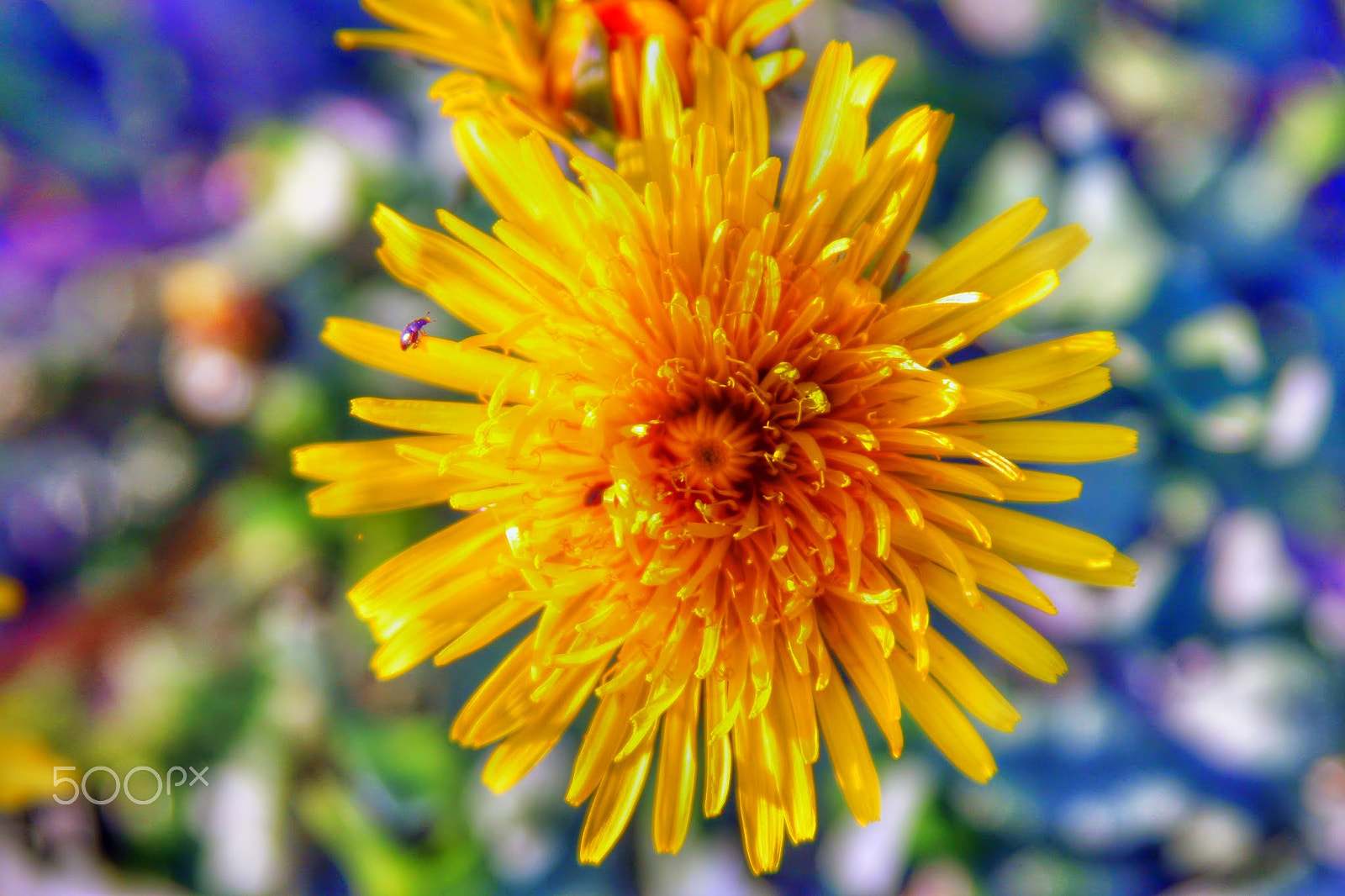 Canon EF 28-135mm F3.5-5.6 IS USM sample photo. Dandelion into a bokeh photography