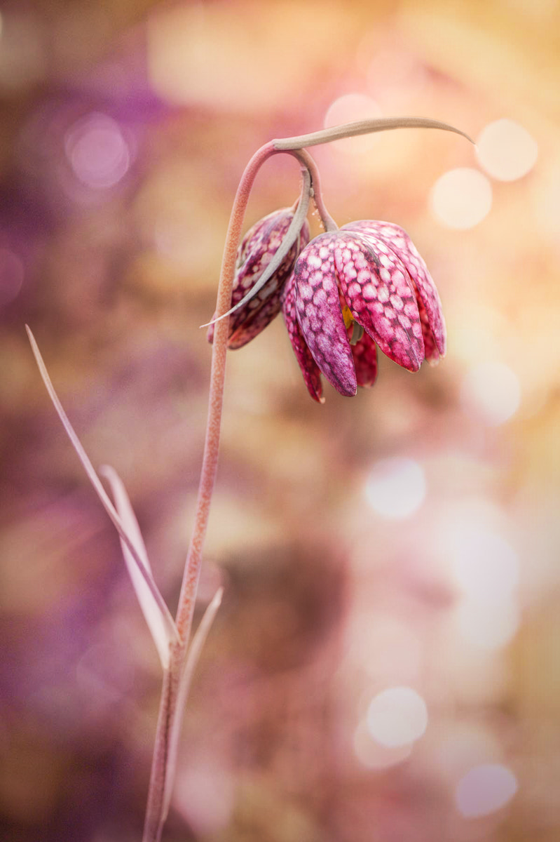 Nikon Df sample photo. Pink lady... photography