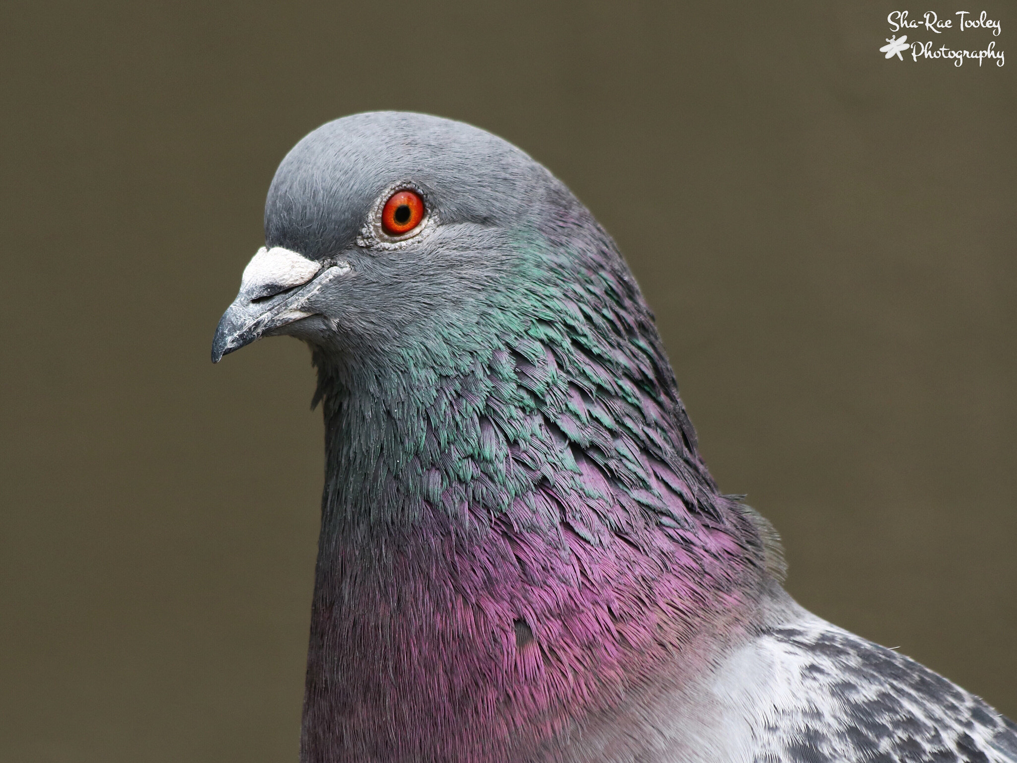 Canon EF 70-300mm F4-5.6 IS USM sample photo. Rock pigeon photography