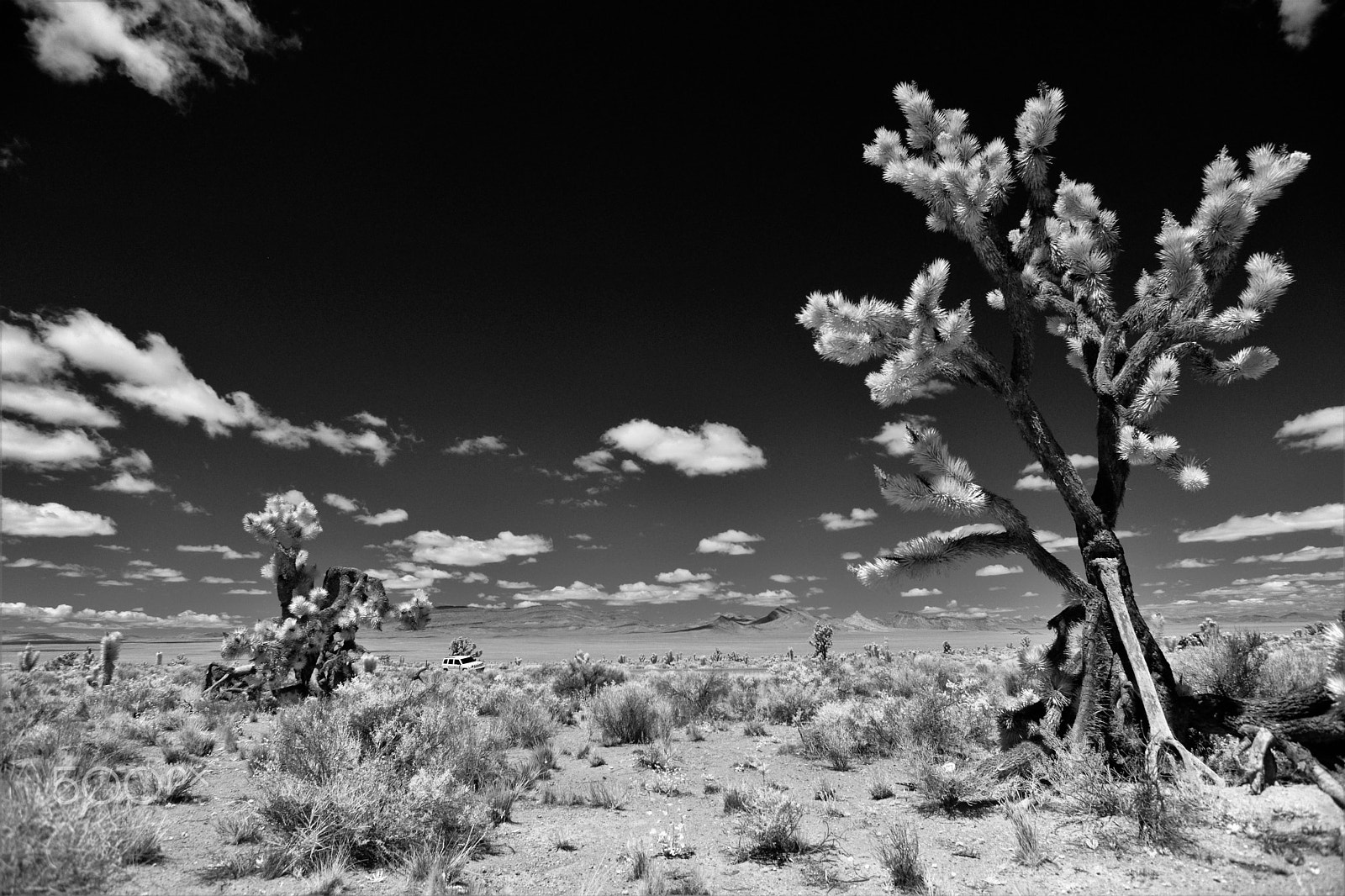 Nikon D3X sample photo. Joshua cactus trees in red rock canyon photography