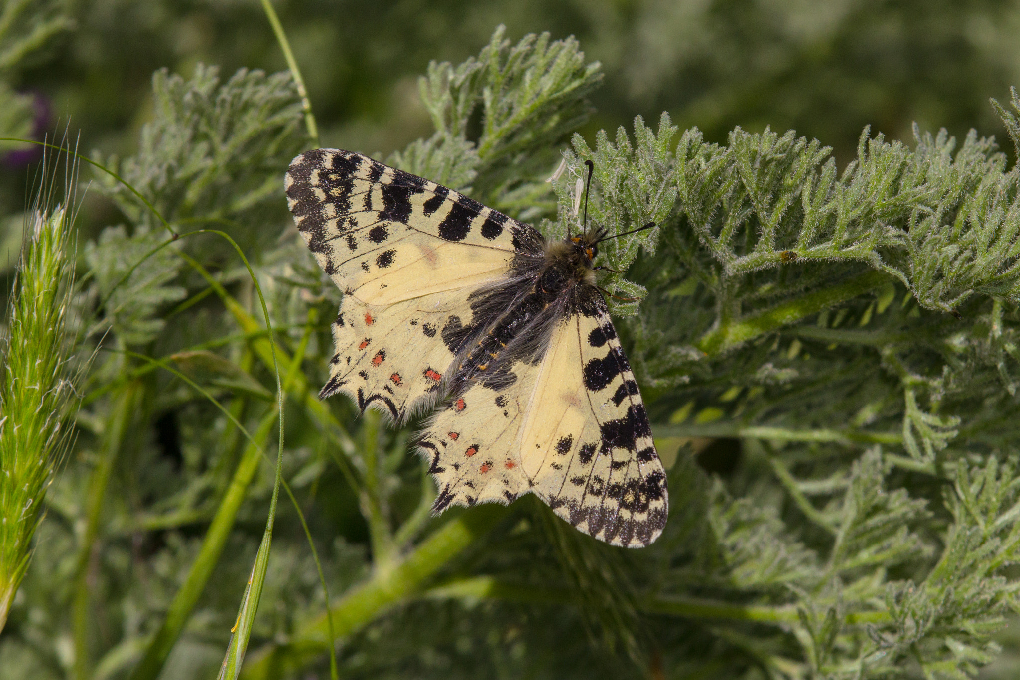 Tamron SP AF 180mm F3.5 Di LD (IF) Macro sample photo. Eastern steppe festoon photography