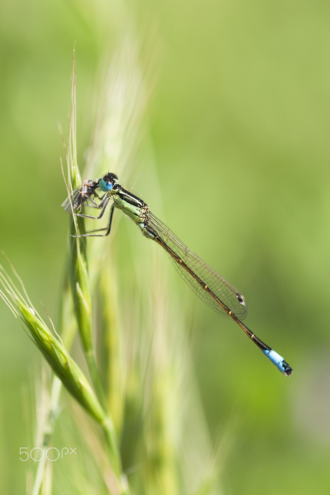 Canon EF 100mm F2.8 Macro USM sample photo. 20160430 doñana - 237 photography