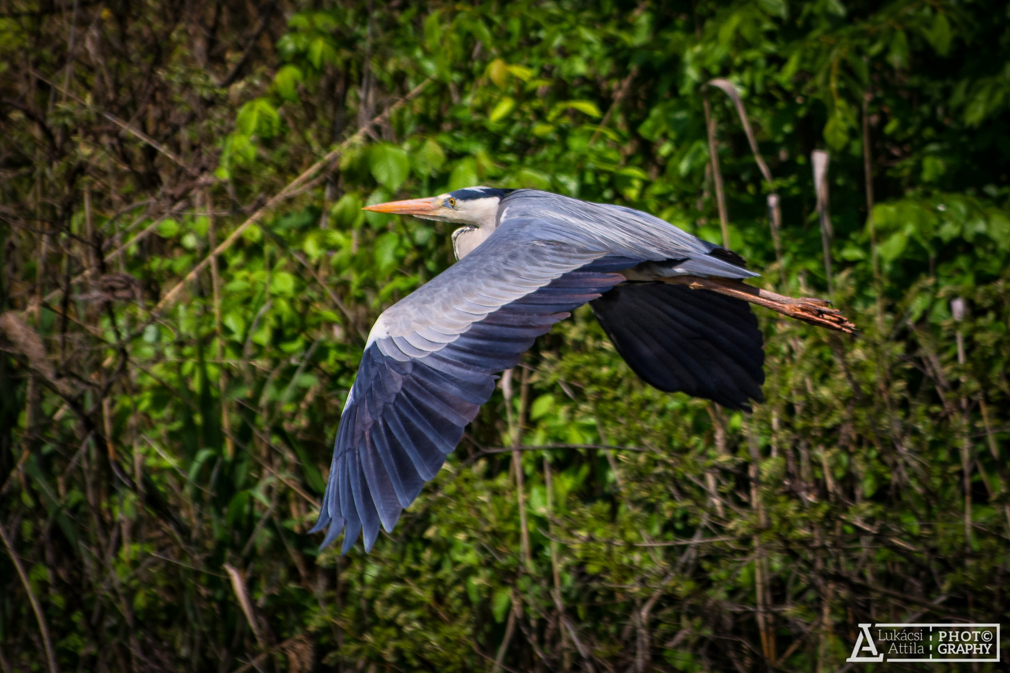 Olympus Zuiko Digital ED 70-300mm F4.0-5.6 sample photo. Fly with me photography