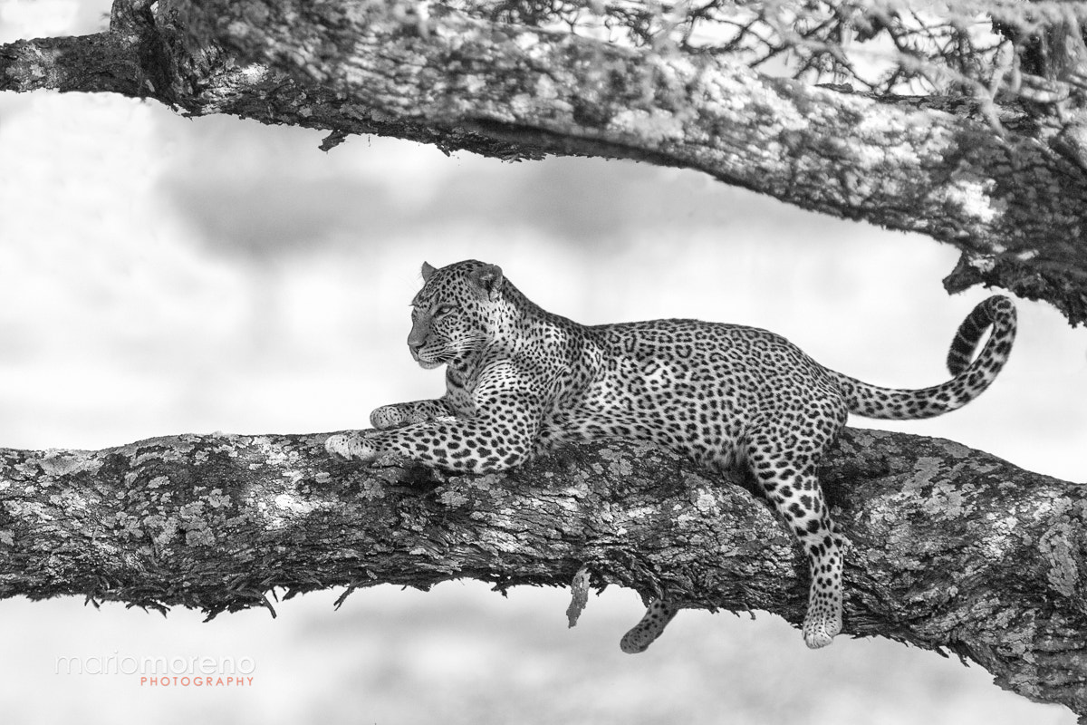 Canon EF 300mm F2.8L IS USM sample photo. Mbalageti cat photography
