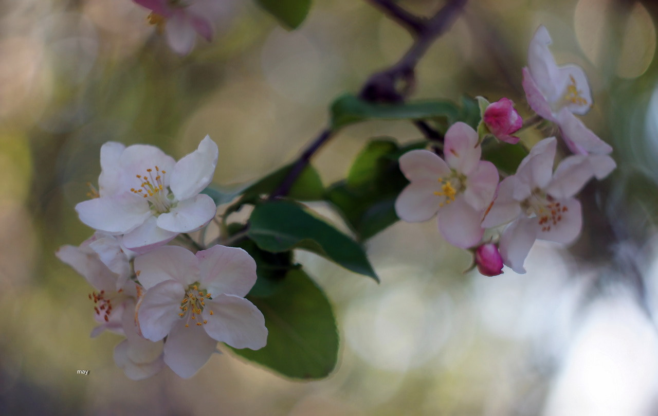 Sony SLT-A65 (SLT-A65V) + Minolta AF 50mm F1.7 sample photo. яблонька цветет photography