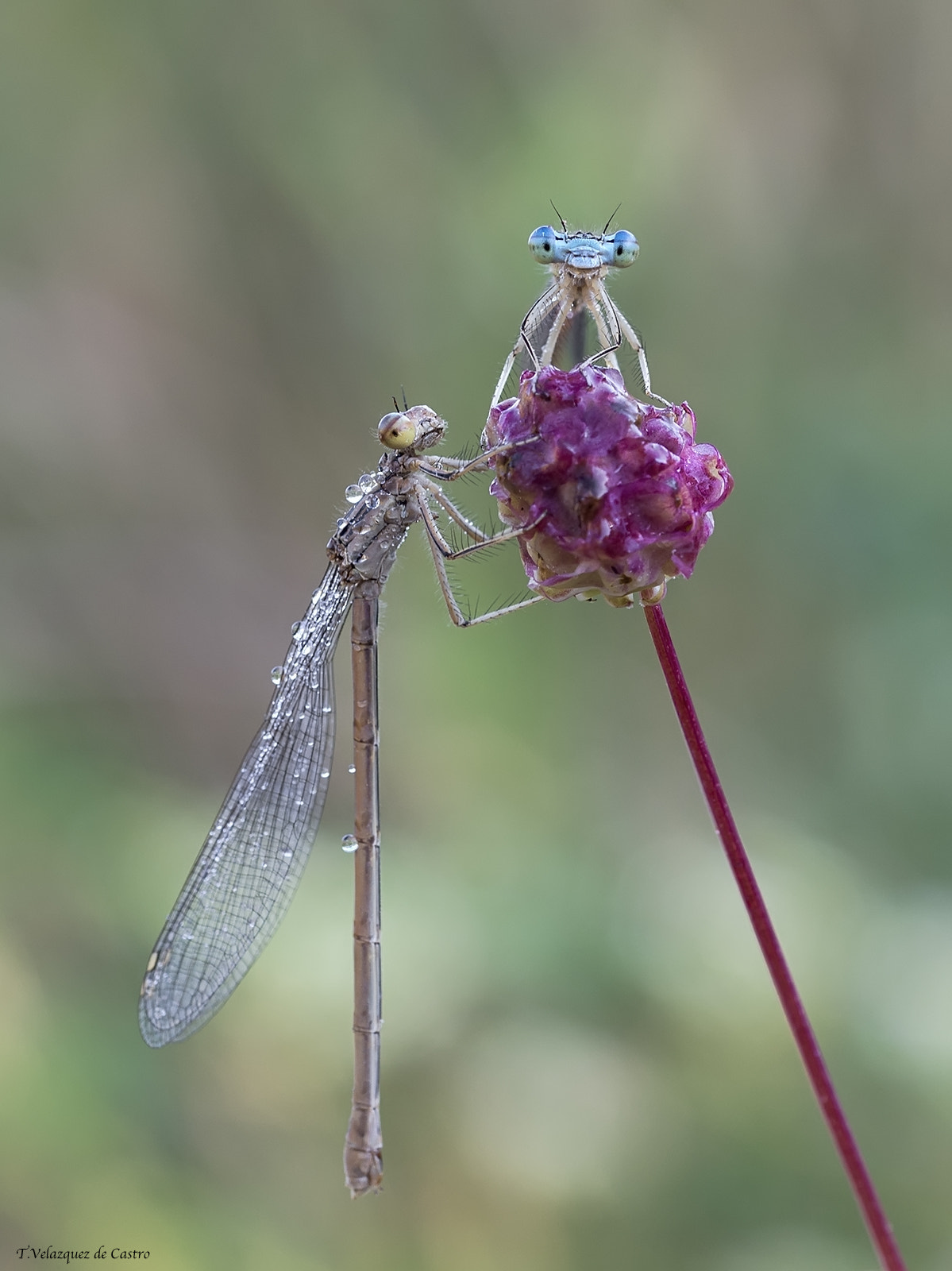 Olympus PEN E-P5 sample photo. Watchful eyes photography