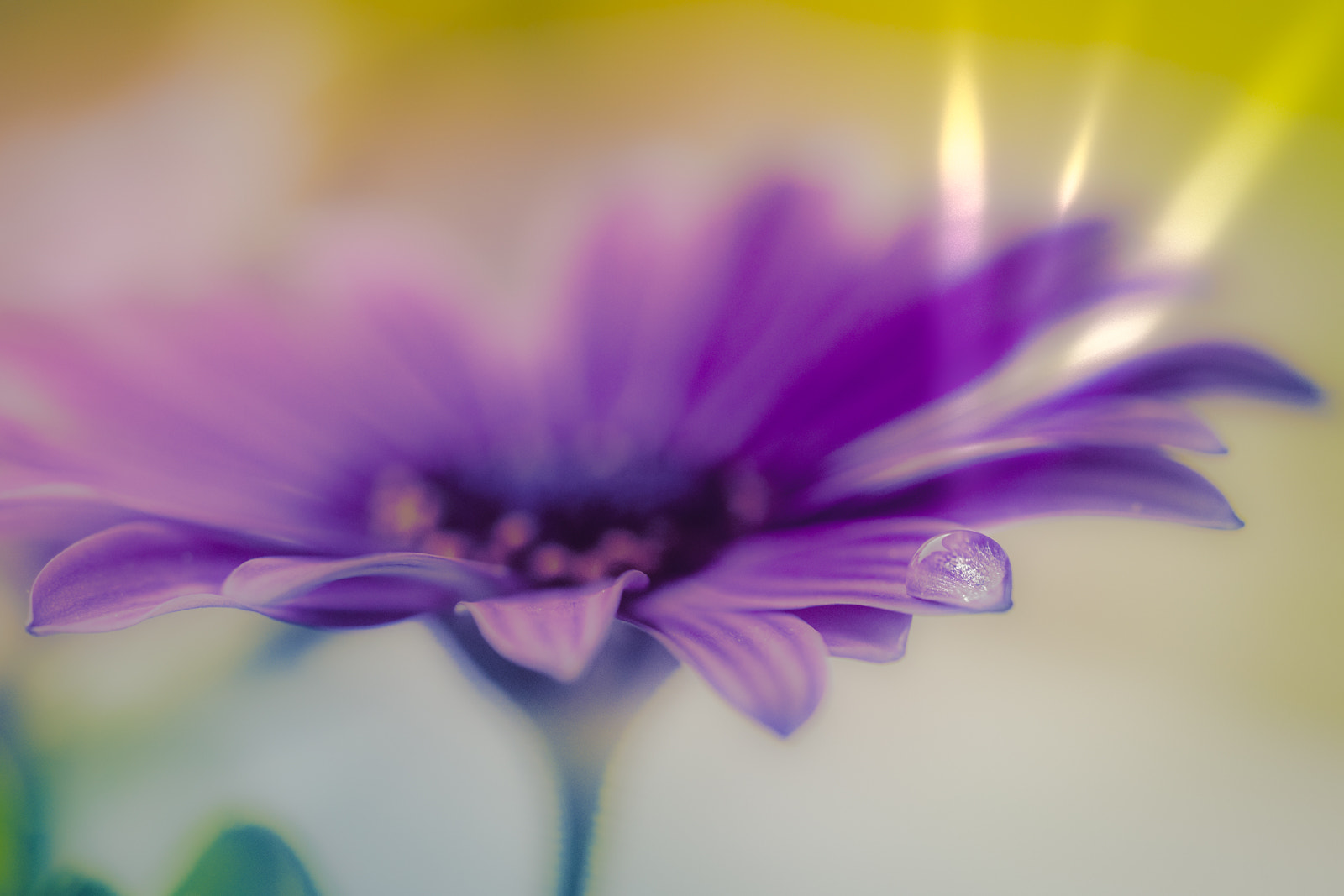 Olympus M.Zuiko Digital ED 60mm F2.8 Macro sample photo. Sunlight photography