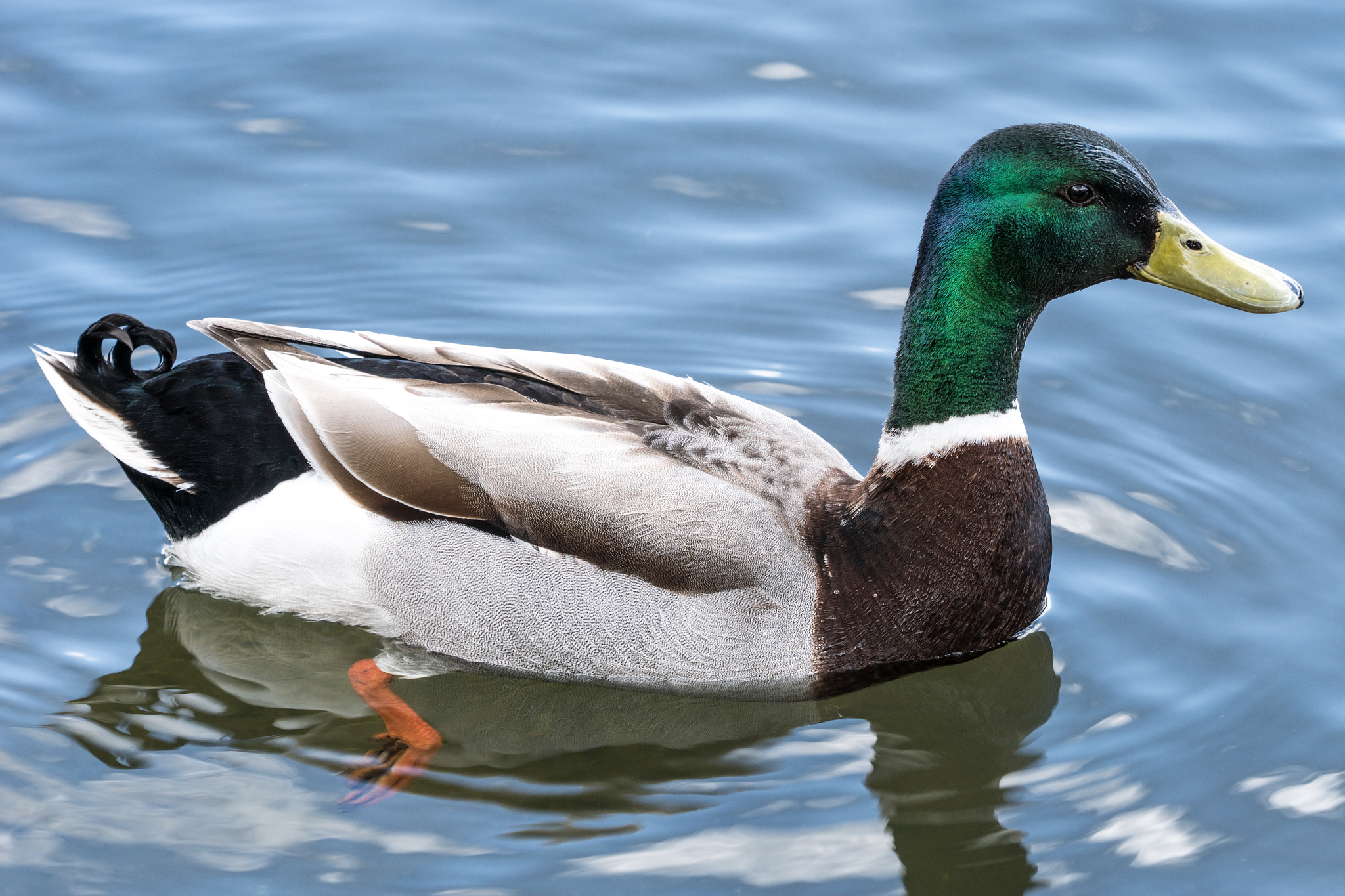 Sony ILCA-77M2 + Minolta/Sony AF 70-200mm F2.8 G sample photo. Mallard photography