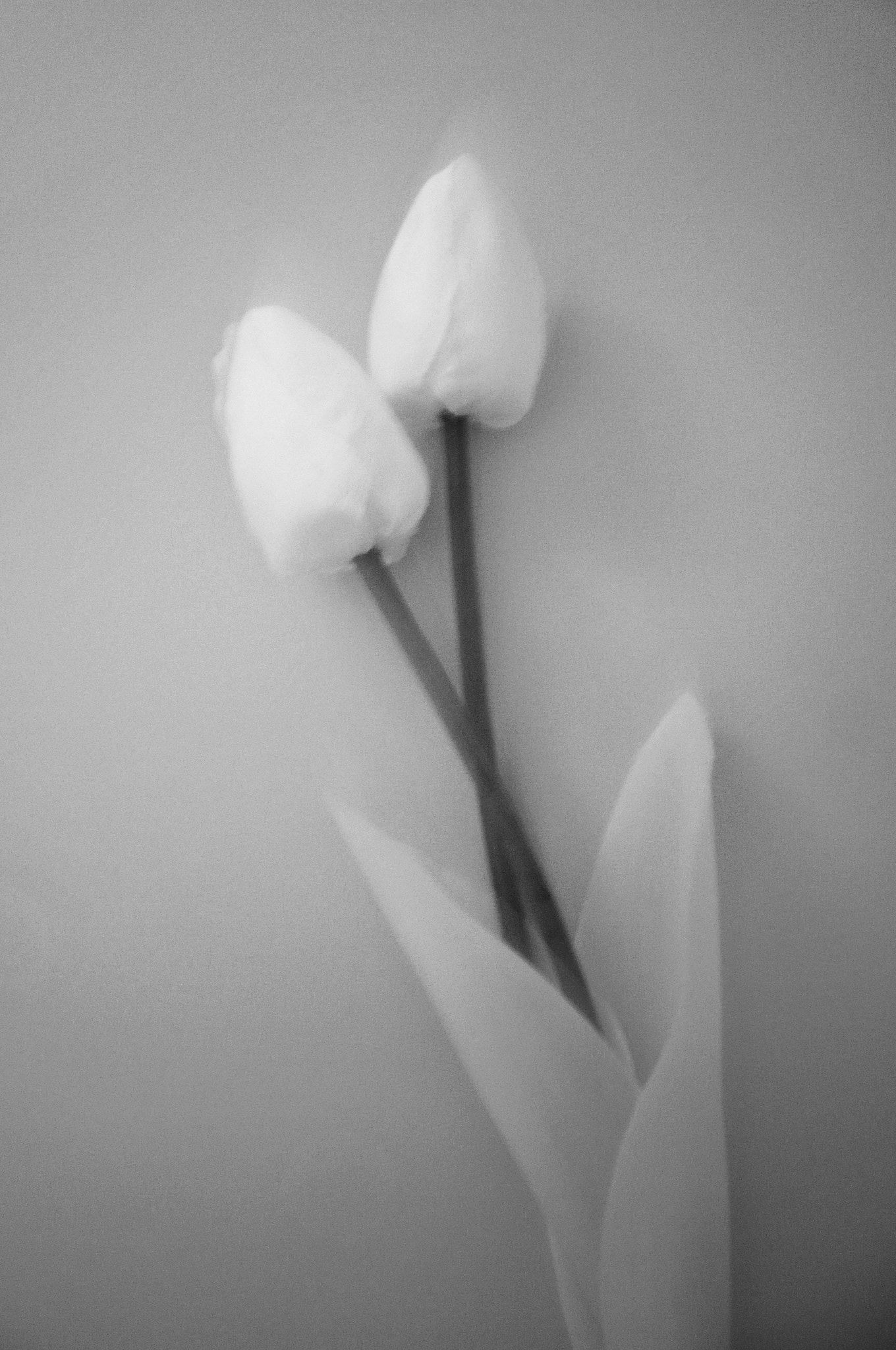 Panasonic DMC-FX33 sample photo. Tulips photography