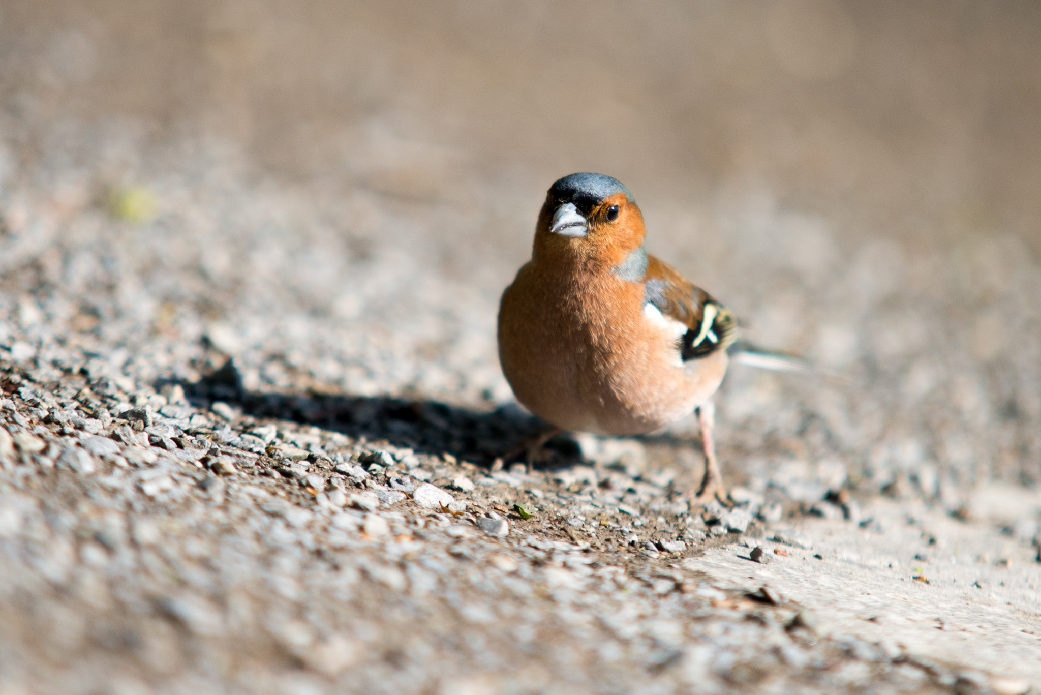 Sigma 70-200mm F2.8 EX DG Macro HSM II sample photo. Bird photography