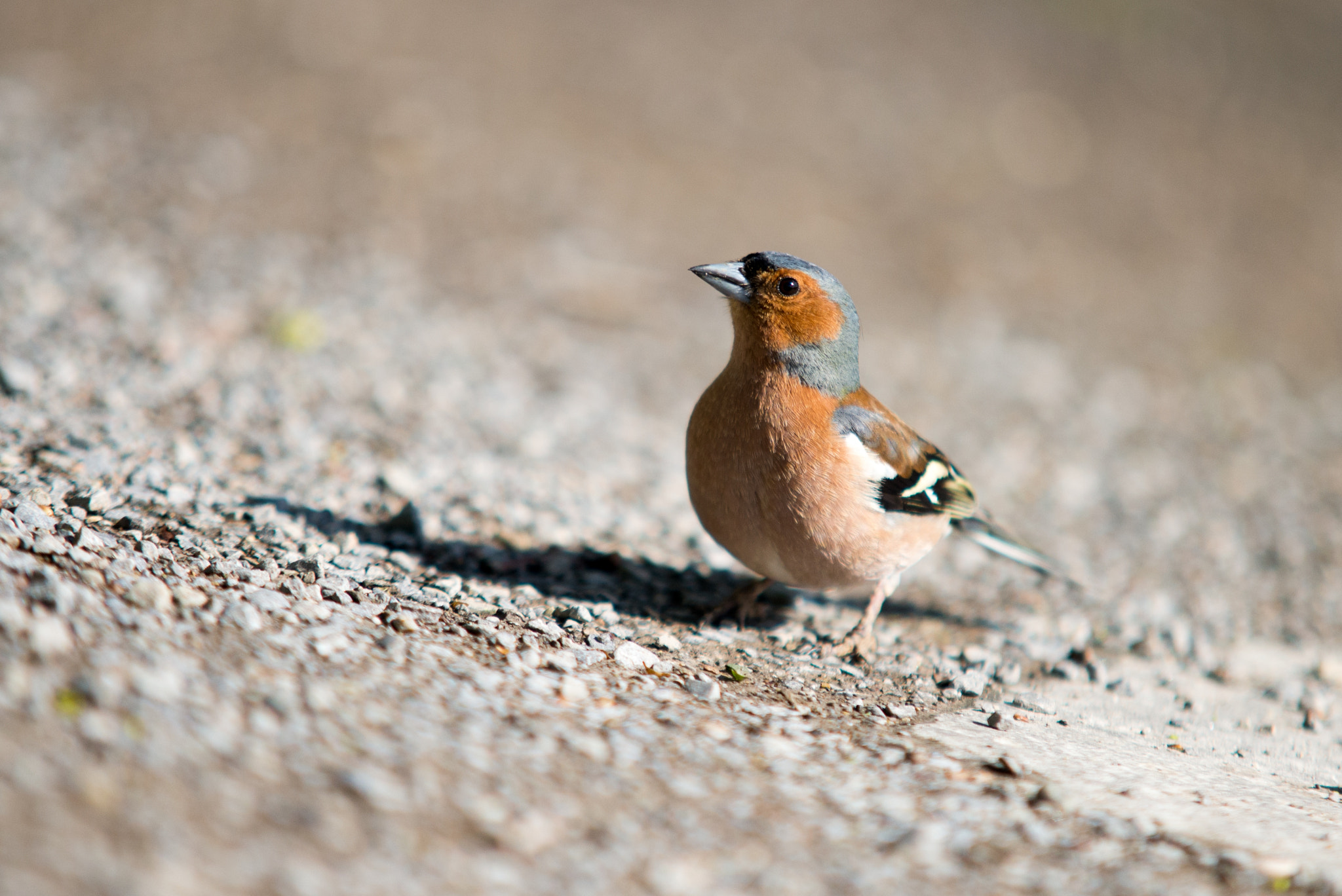 Sigma 70-200mm F2.8 EX DG Macro HSM II sample photo. Bird photography