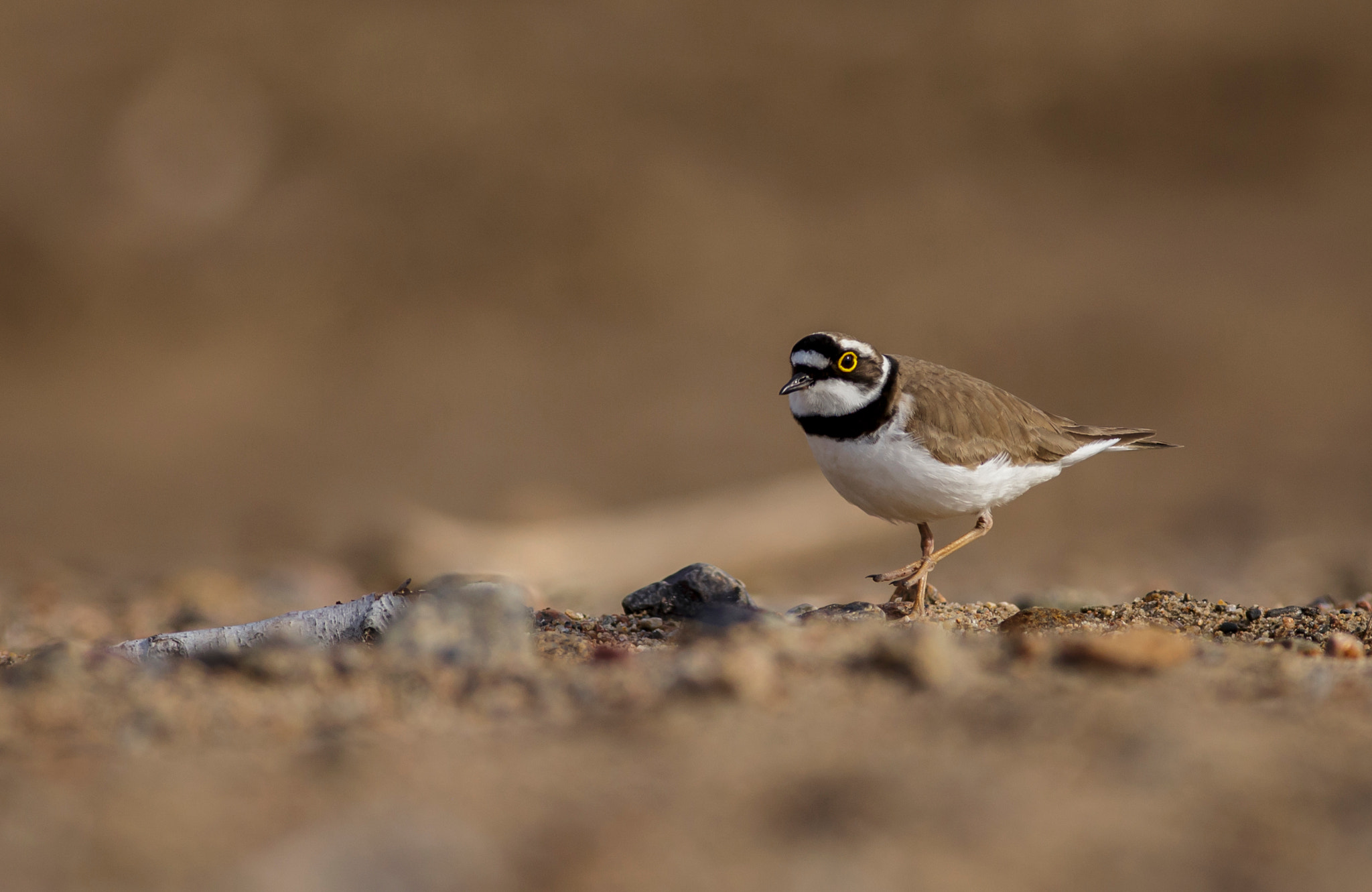 Canon EOS 6D + Canon EF 400mm F5.6L USM sample photo. Little ringed plover photography