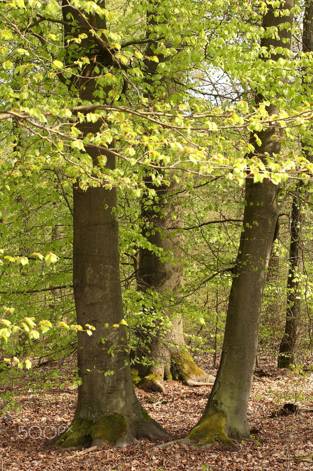 Canon EOS 5D + EF75-300mm f/4-5.6 sample photo. The beech forest photography