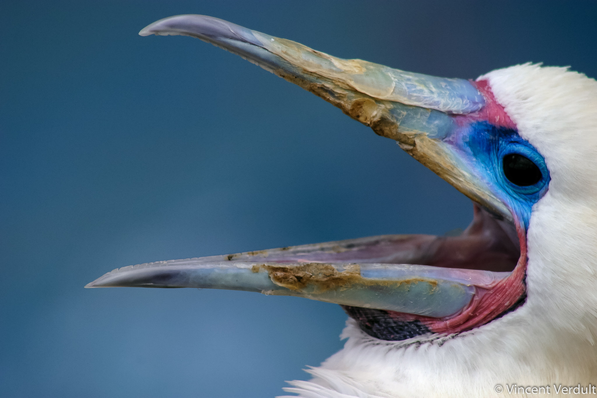 Canon EOS 10D sample photo. Red-footed booby at sea life park photography