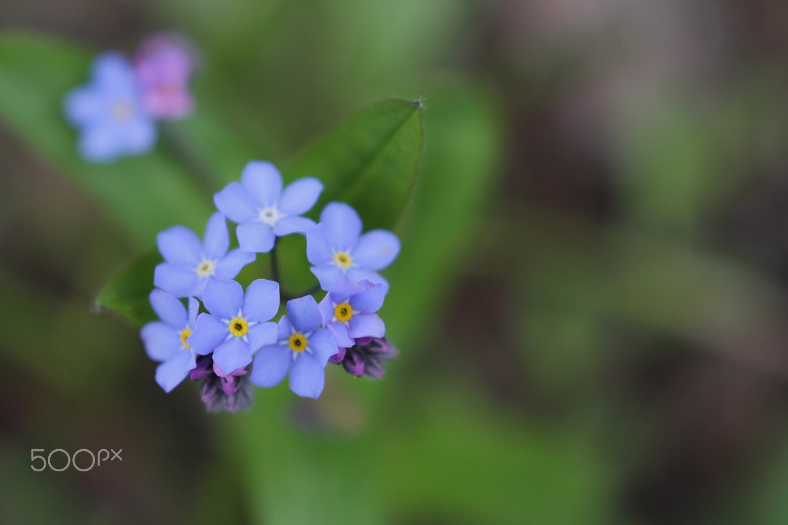 Canon EOS 7D + Canon 18-35mm sample photo. Myosotis photography