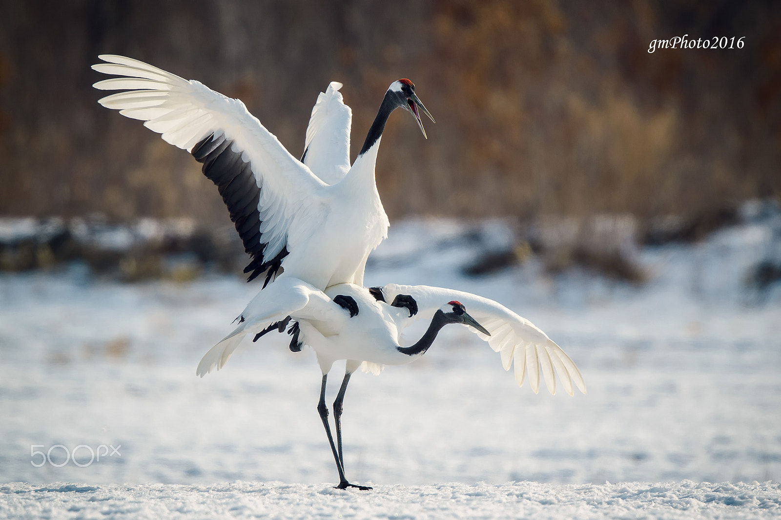 Canon EOS-1D X + Canon EF 500mm F4L IS II USM sample photo. Manchurian cranes photography