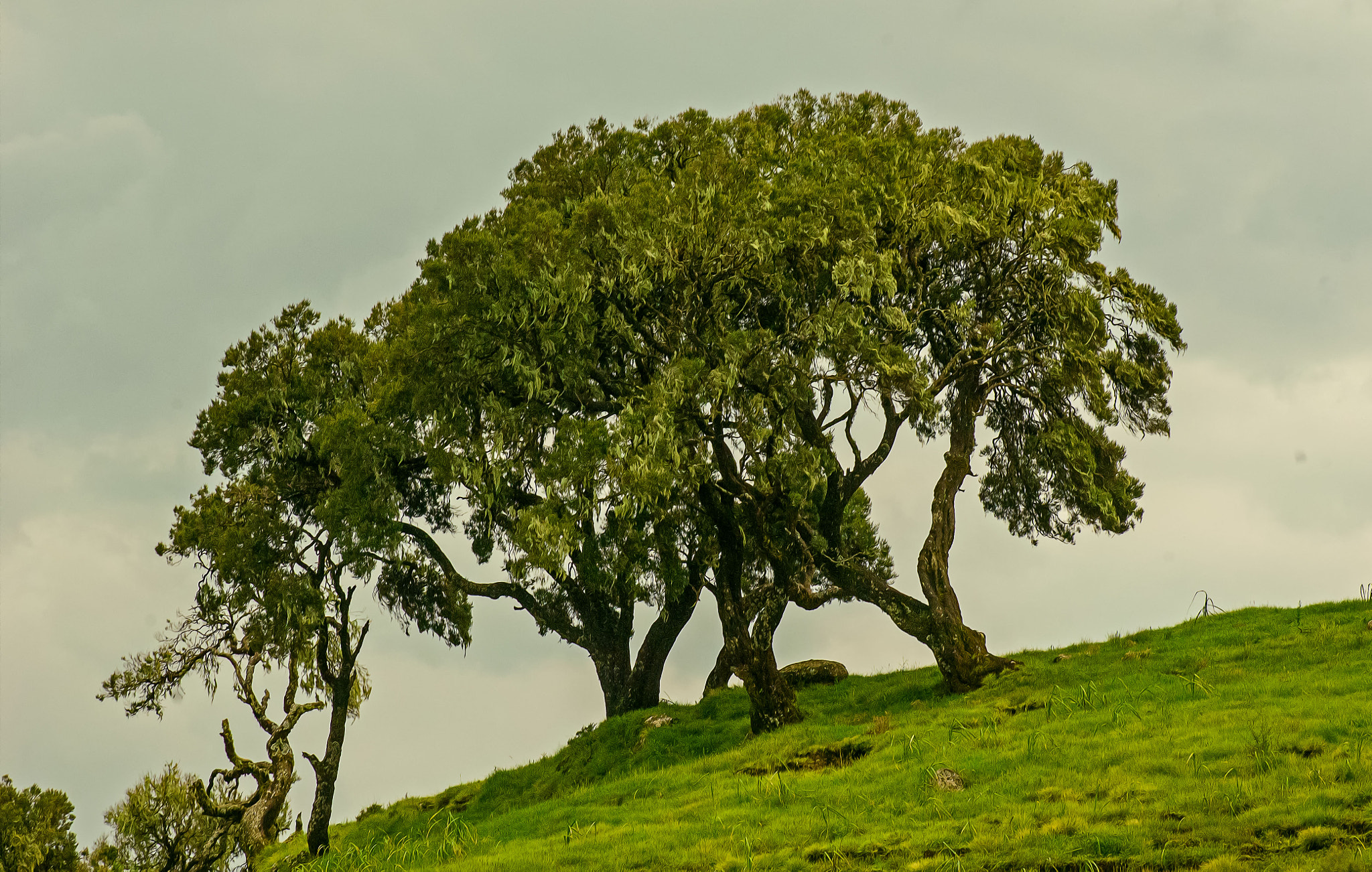 Nikon D2X sample photo. Trees photography