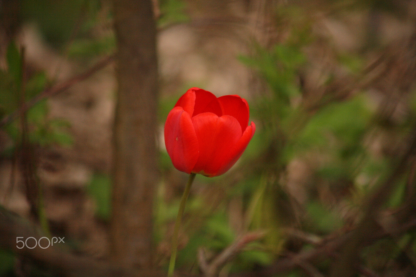Canon EOS 5D + EF75-300mm f/4-5.6 sample photo. Wild tulip photography