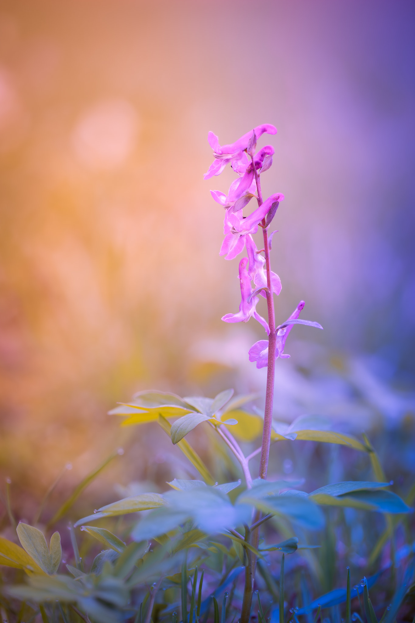 100mm F2.8 G SSM OSS sample photo. Miss corydalis photography
