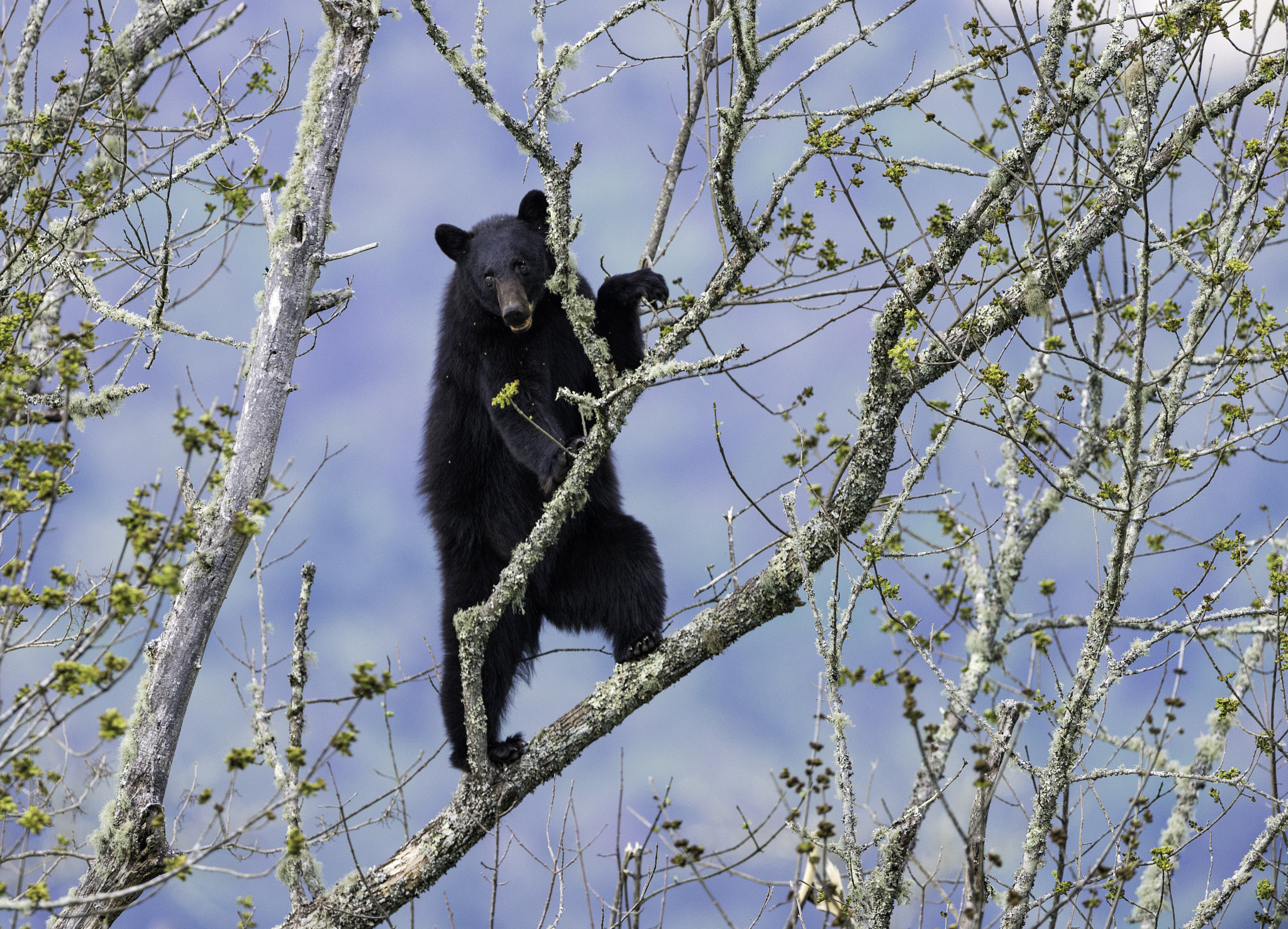 Nikon D800 + Nikon AF-S Nikkor 500mm F4G ED VR sample photo. Black bear cades cove tennessee photography