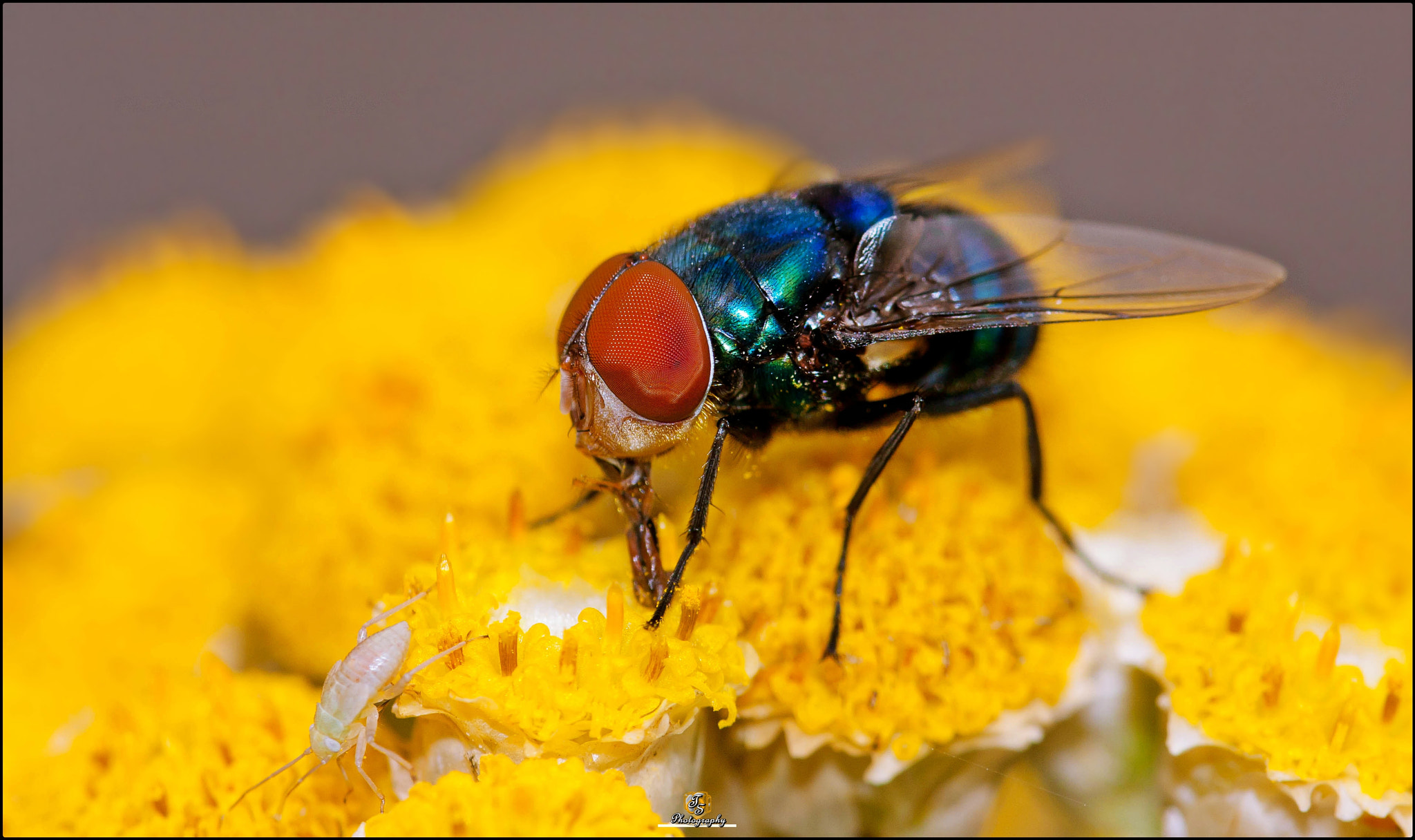 Sigma 105mm F2.8 EX DG OS HSM sample photo. Phaenicia sericata photography