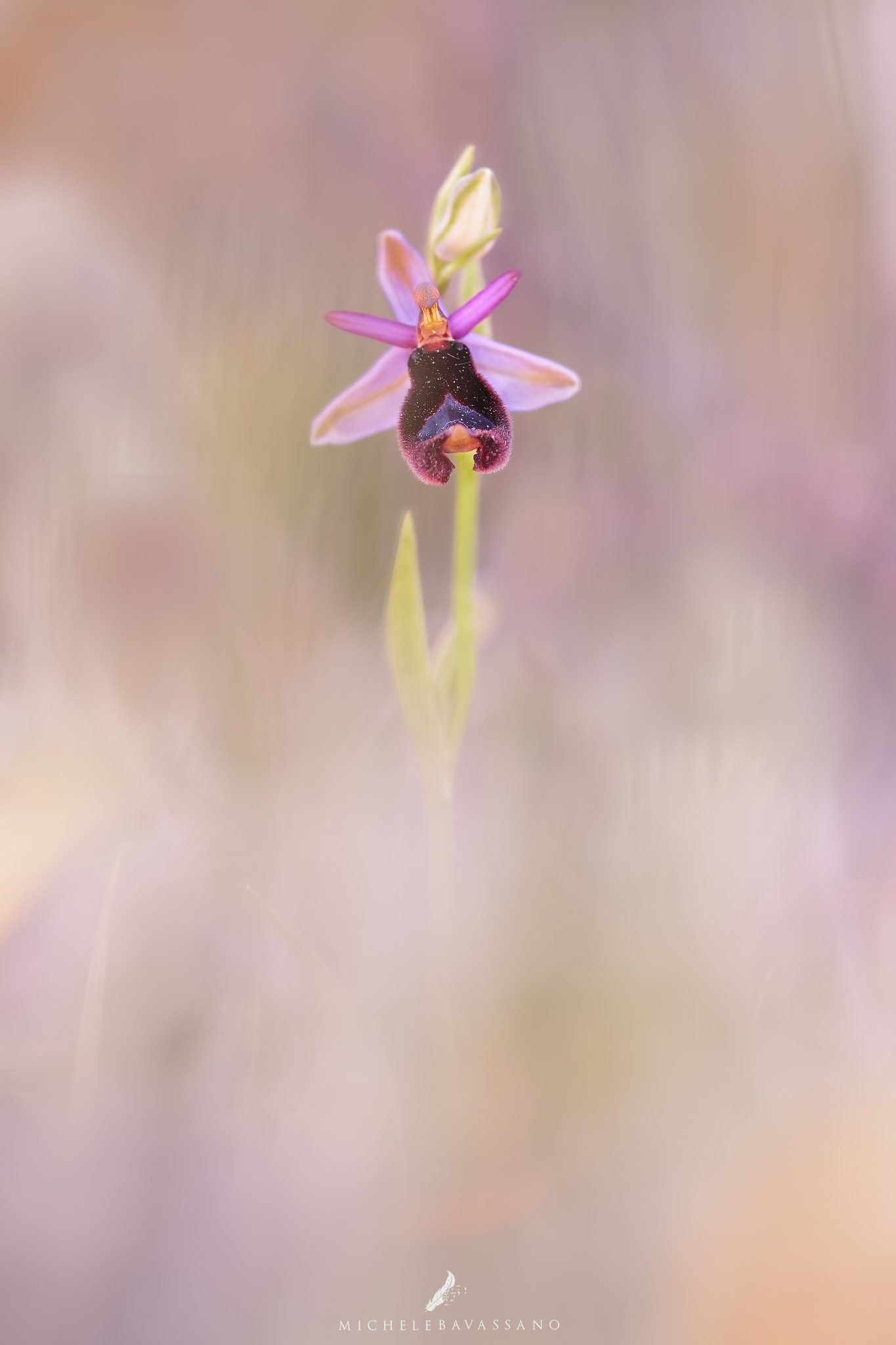 Sigma APO Macro 150mm f/2.8 EX DG HSM sample photo. Softness photography