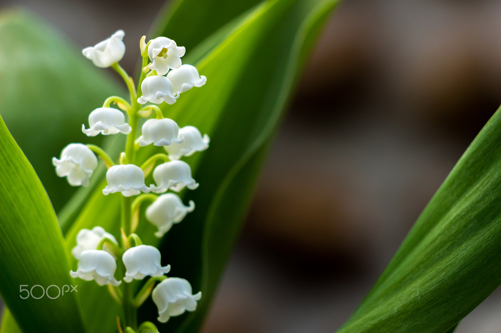 Canon EF-S 18-135mm F3.5-5.6 IS STM sample photo. Muguet du premier mai photography