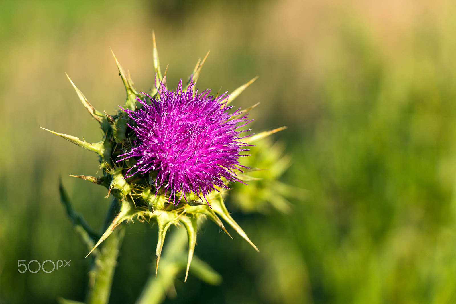 Canon EF-S 18-135mm F3.5-5.6 IS STM sample photo. Chardon marie en fleur photography